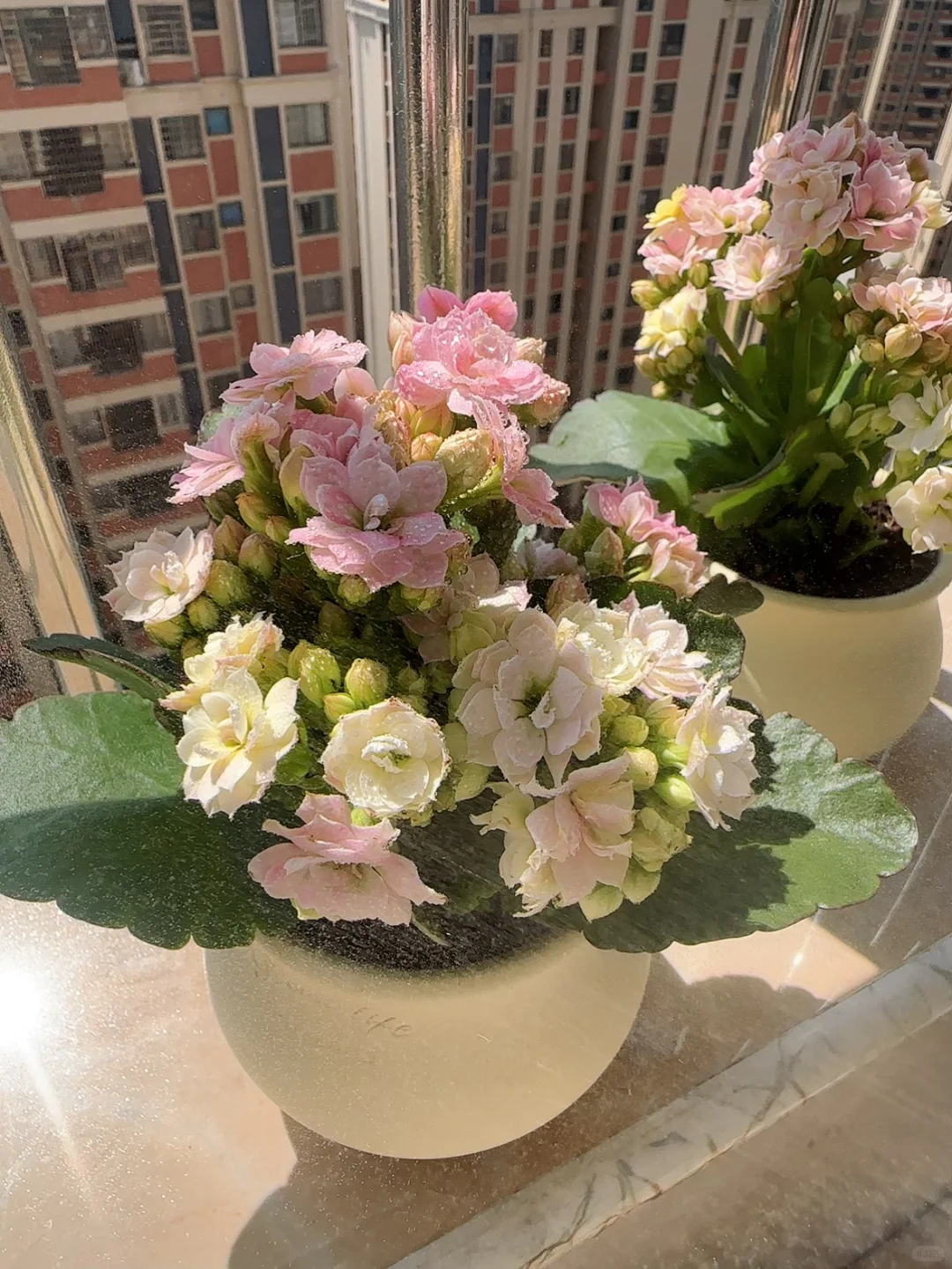 第一次觉得自己也是养花高手了?