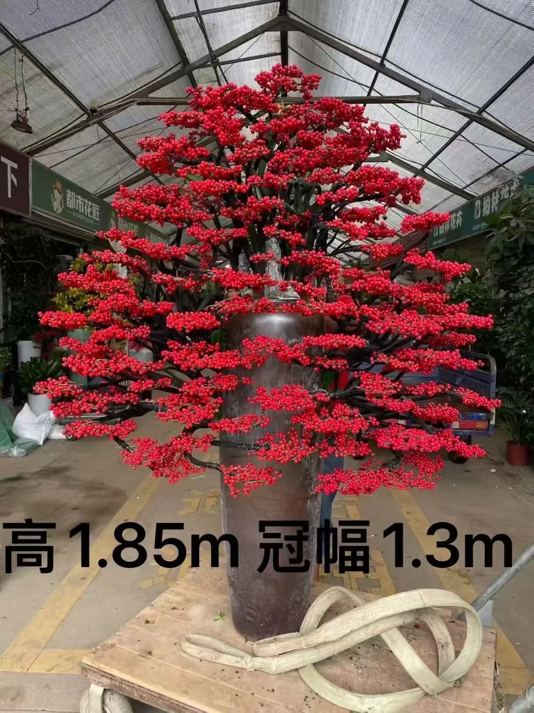 深圳绿植租赁批发，香港?配送