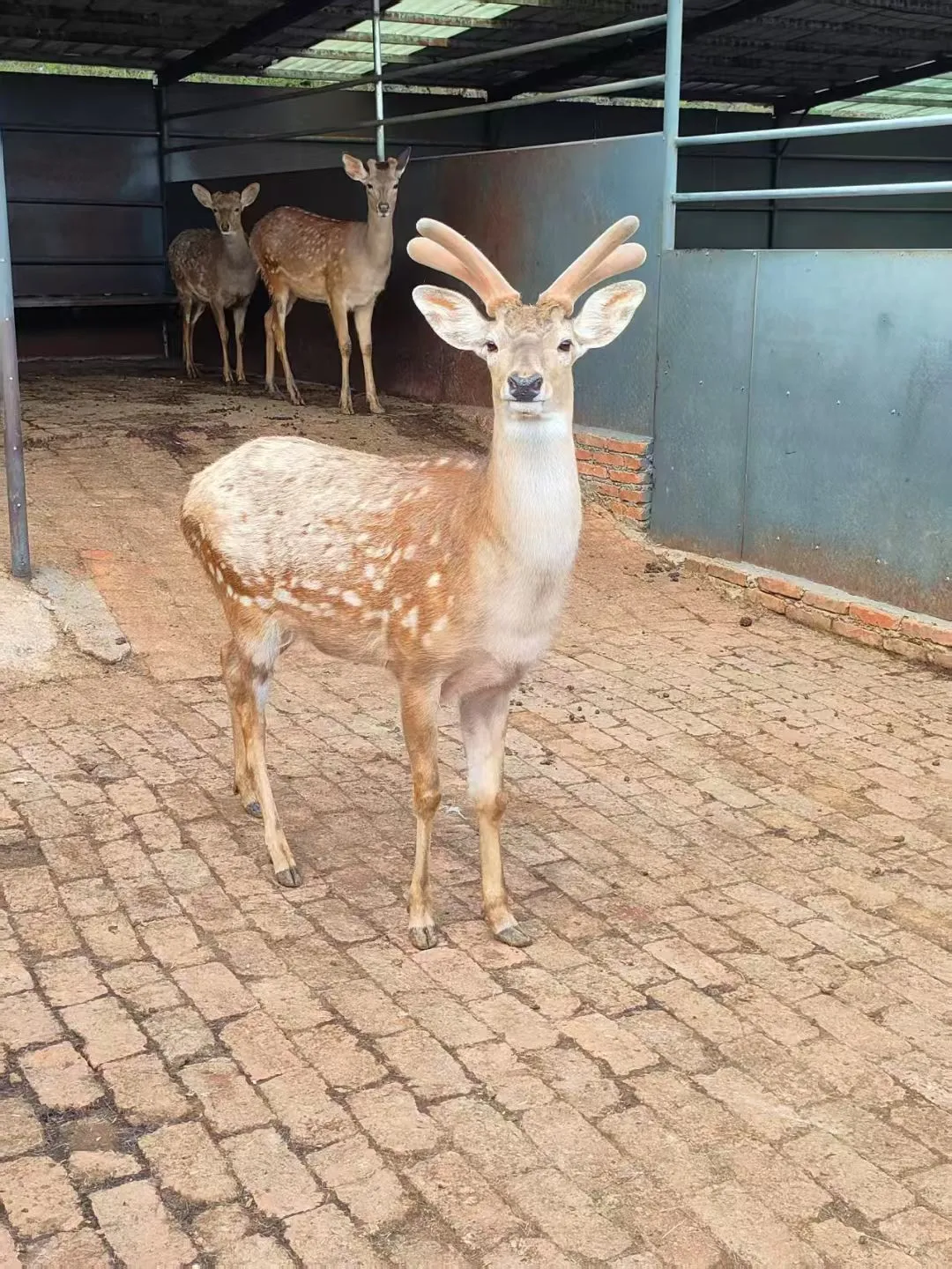 吉林辽源梅花鹿特产