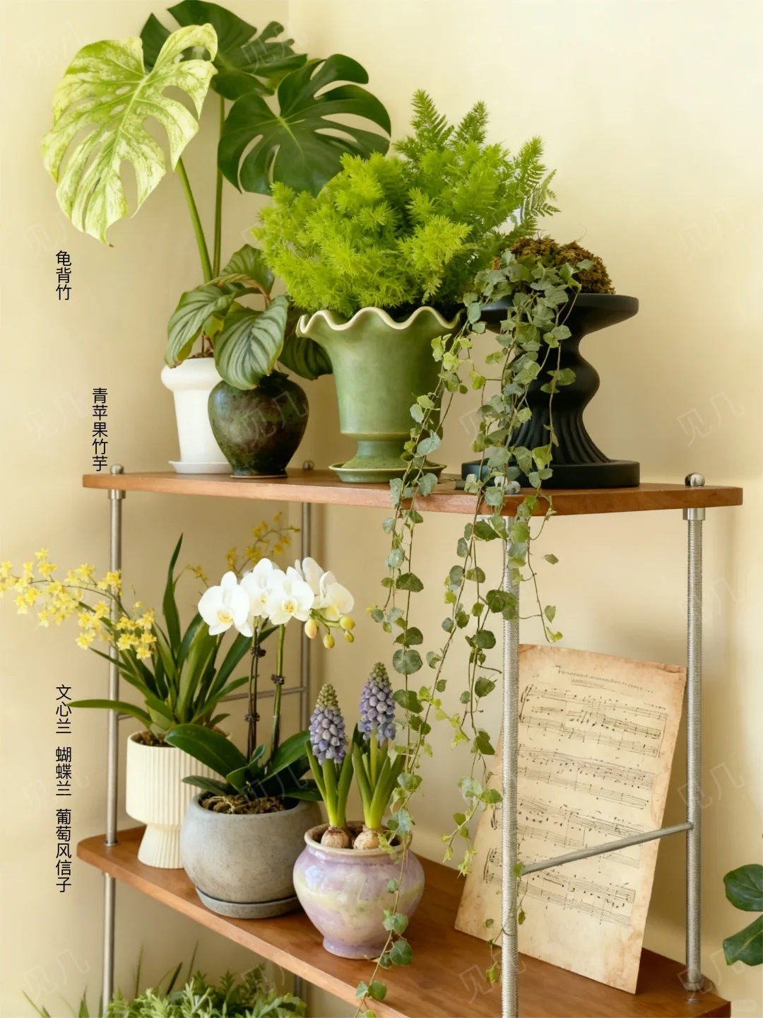 ?秋冬室内植物荐｜轻松打造居家小森林