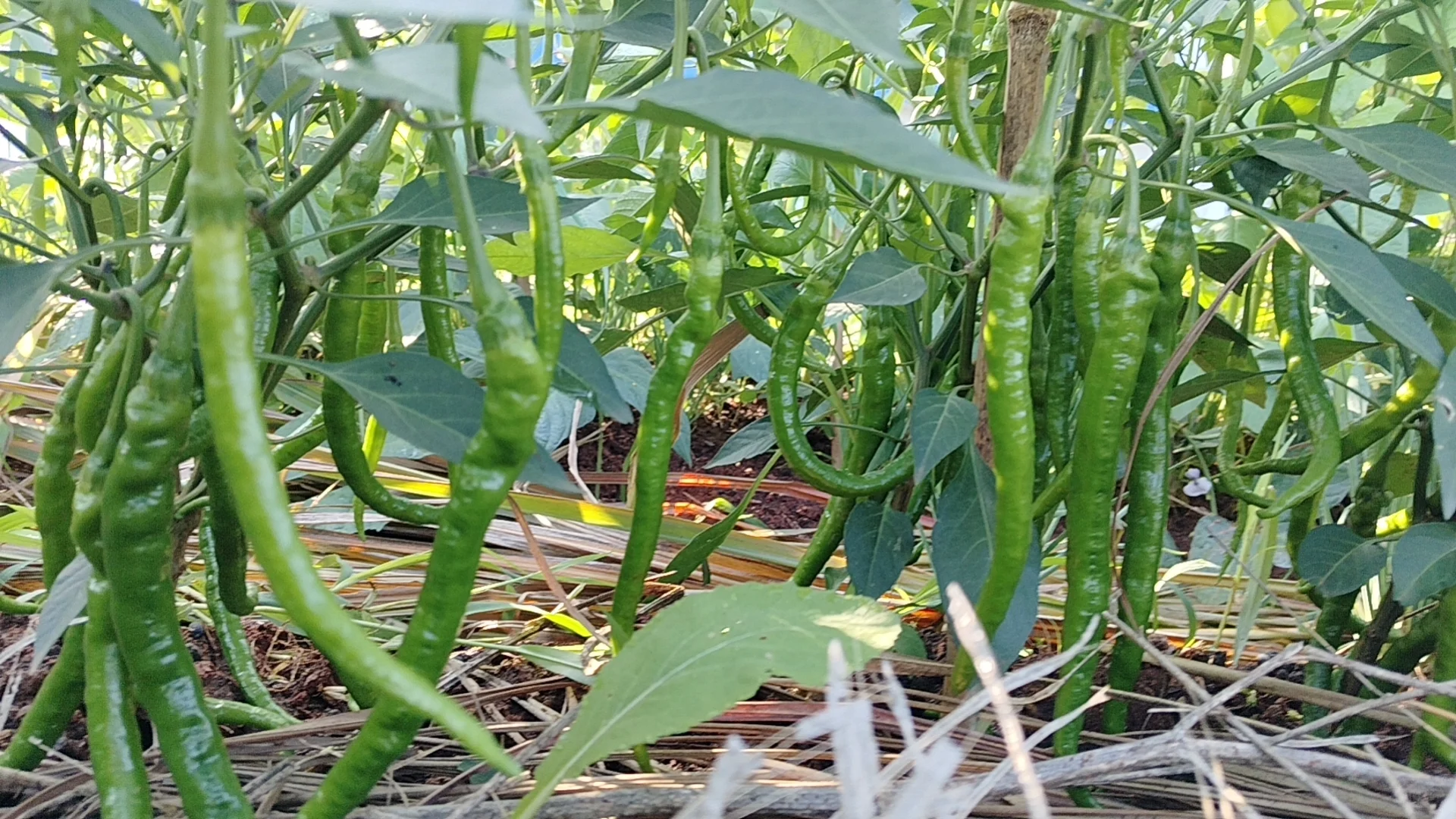 我的乡村生活菜地