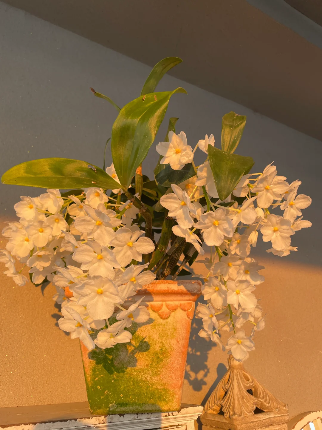 我的兰花（二）