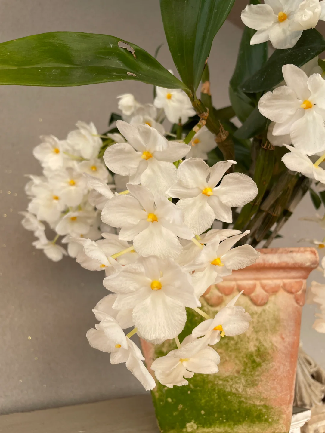 我的兰花（二）