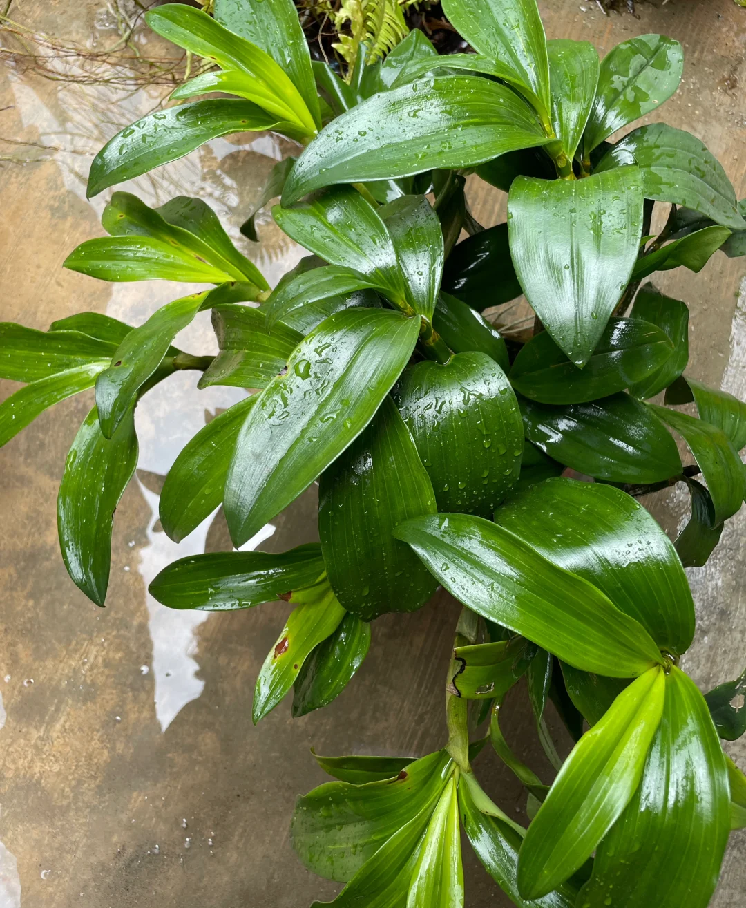 我的兰花（二）