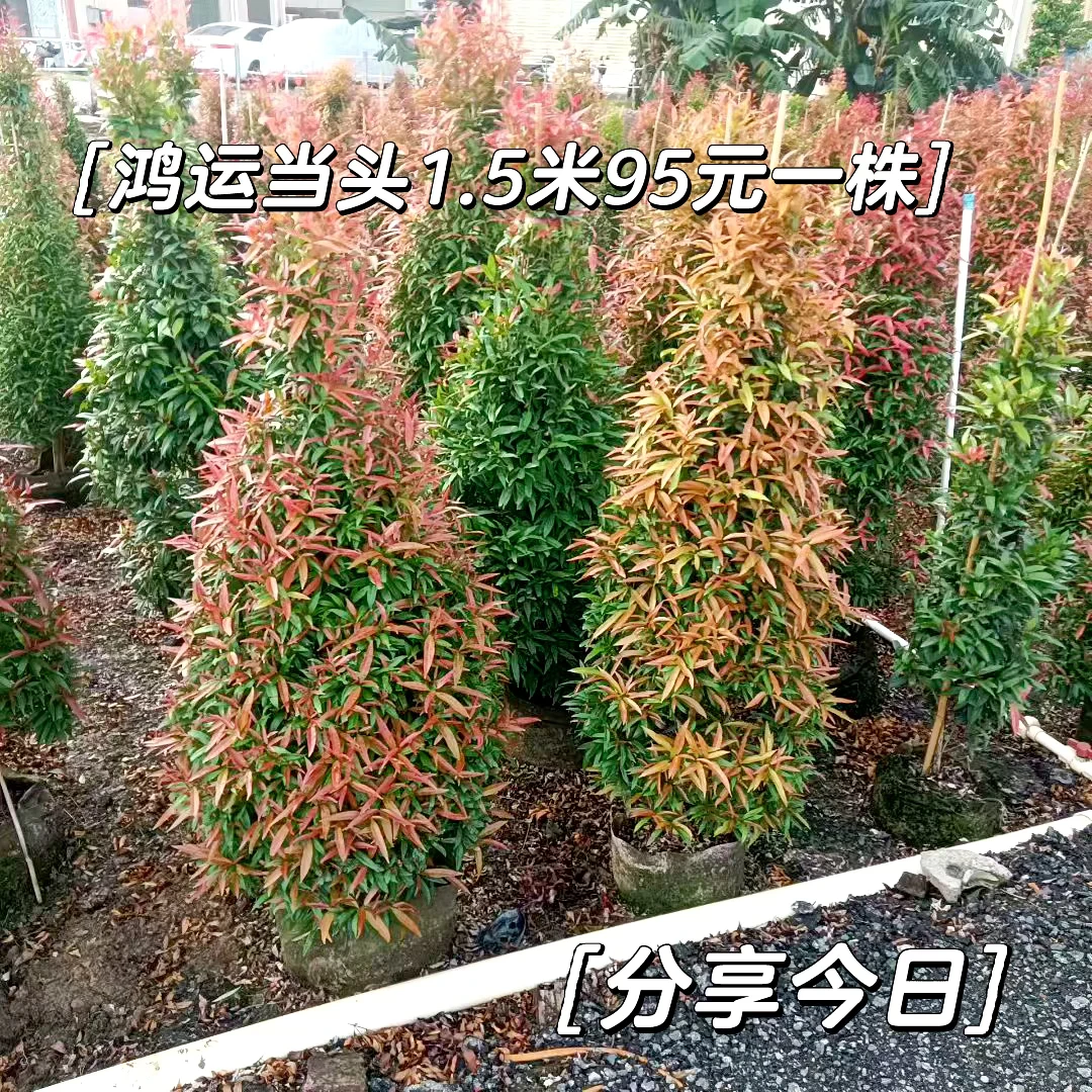中山红车苗基地直供！鸿运当头栽庭院