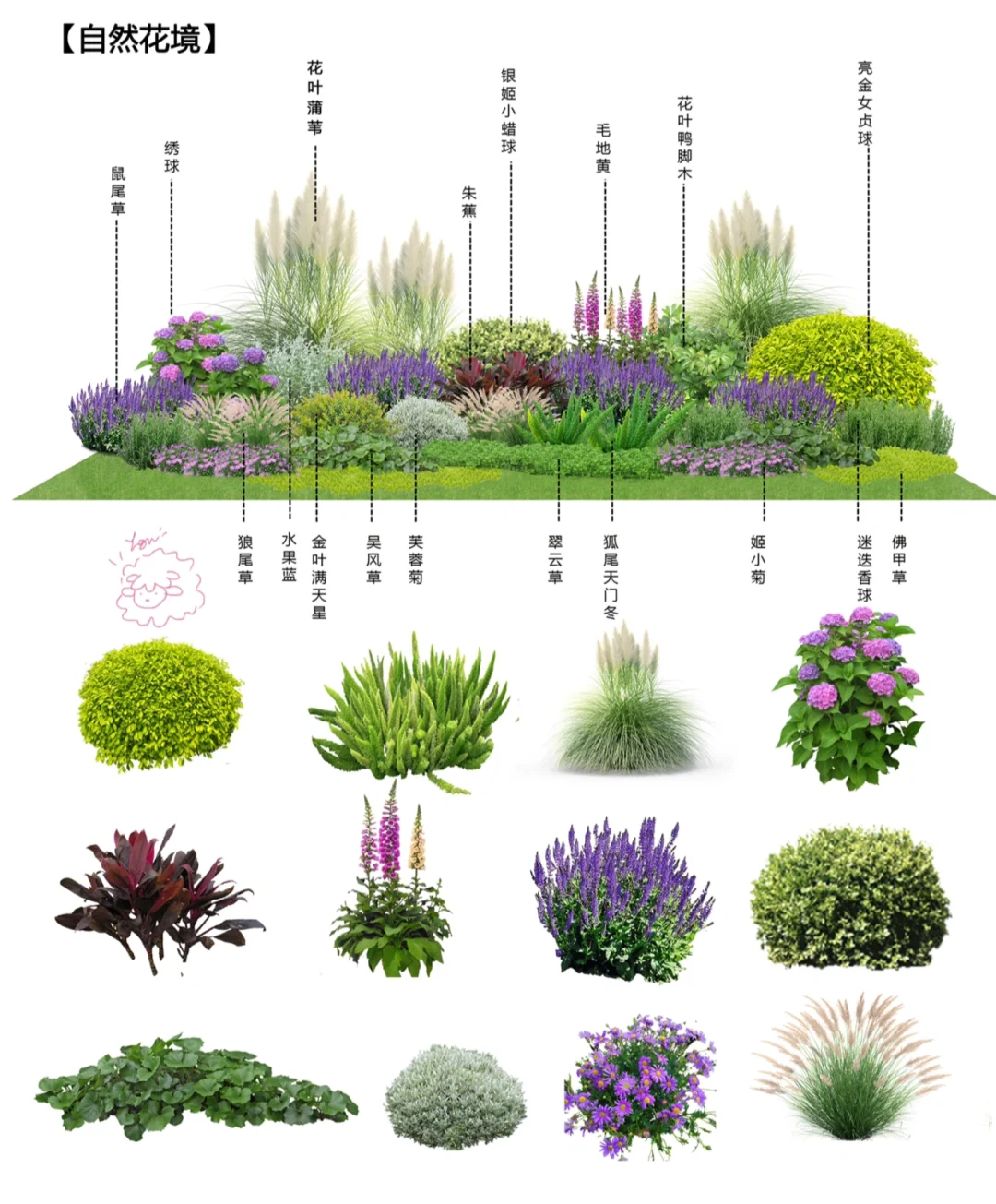 大合集l园林植物搭配小科普