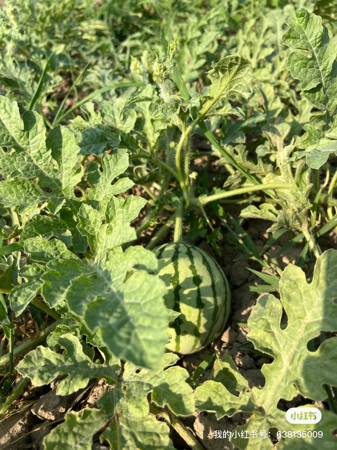 小菜园的菜涨势喜人啊?