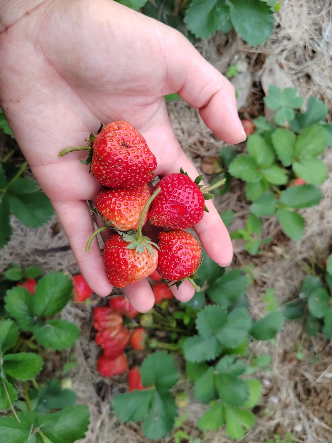 春天的菜园子是什么样的～