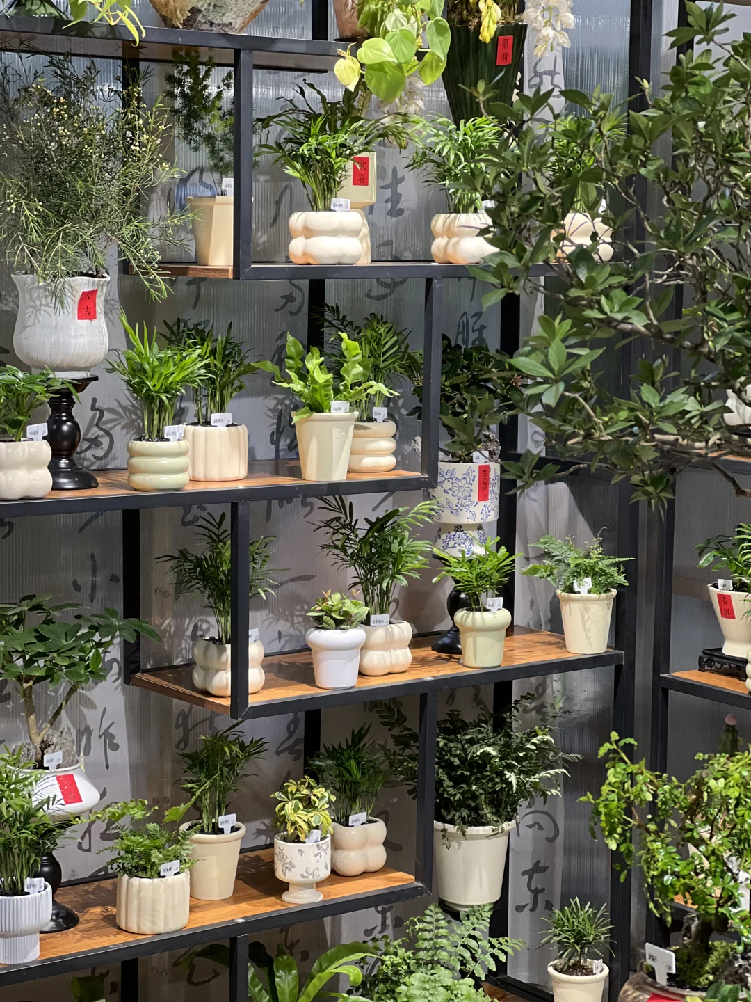 绿植店丨开家绿植店