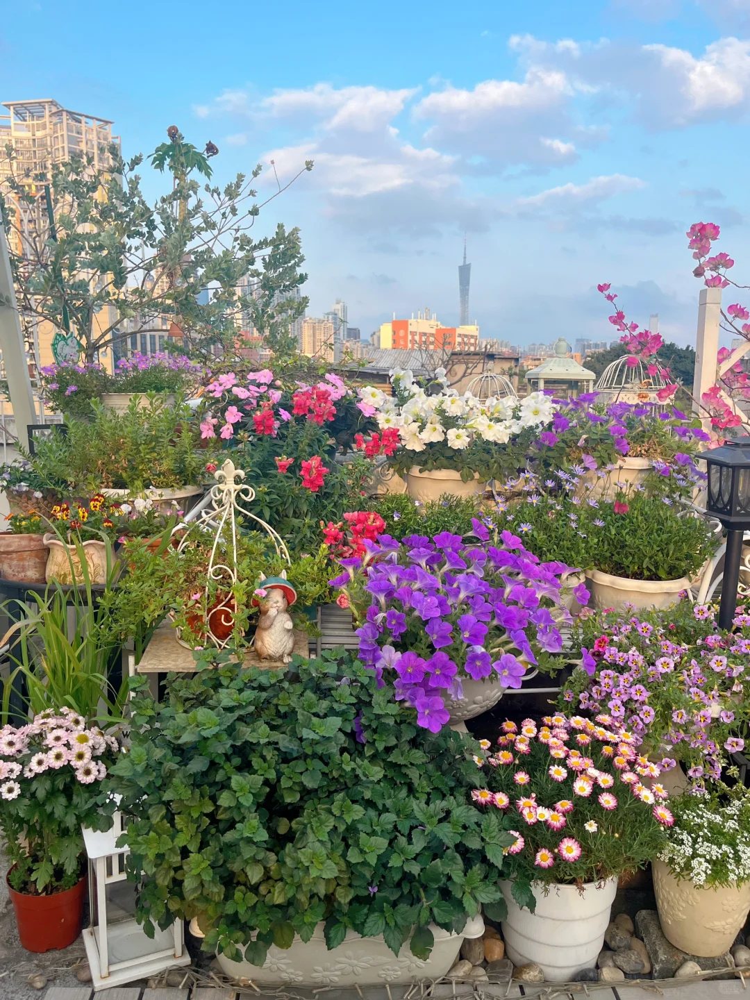 为什么我强烈推荐两广花友秋冬一定要种草花