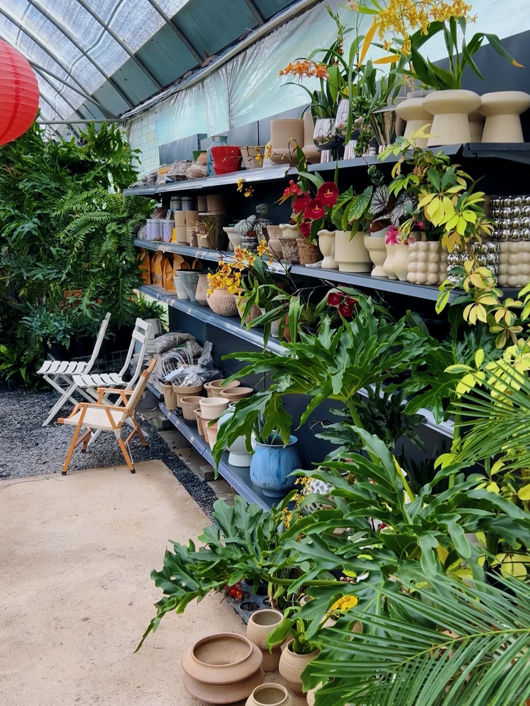 洛阳｜你不知道的买花地儿！(2025 最新实探)