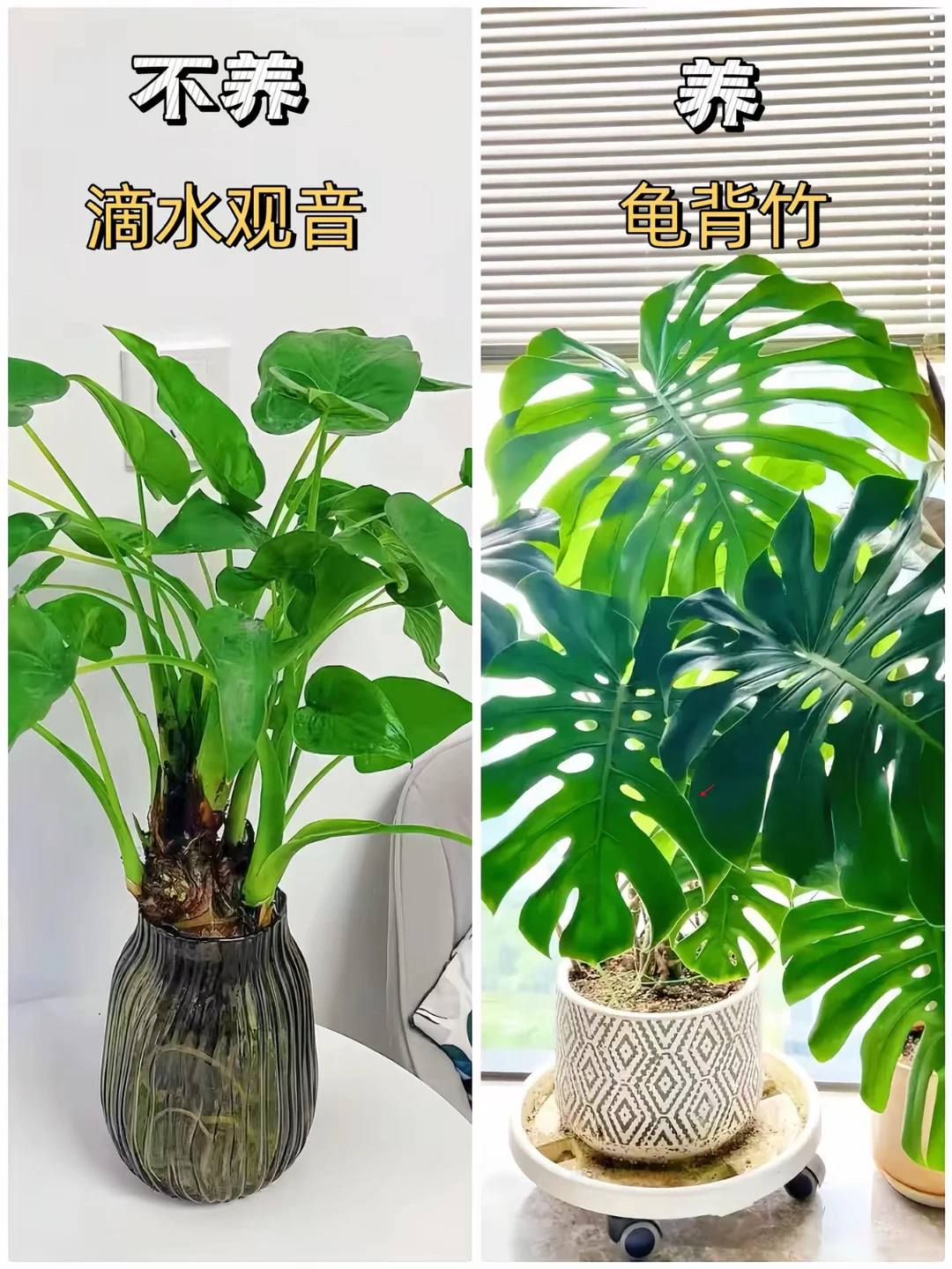 适合客厅摆放的绿植花卉，好养易活！