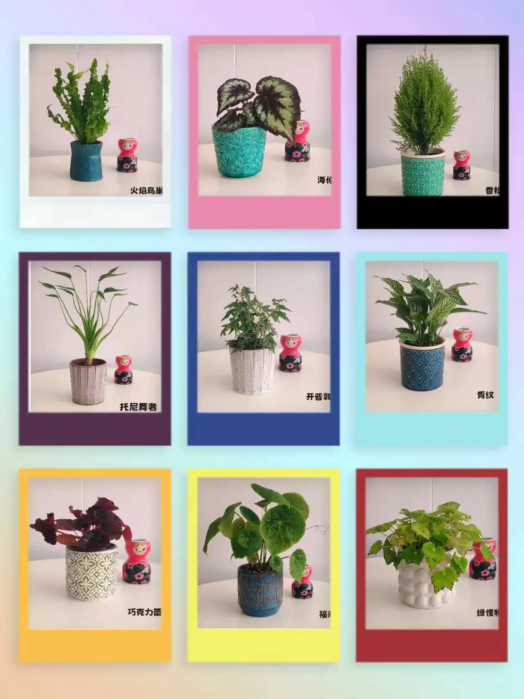 石家庄一株小绿植物摄影?合集～