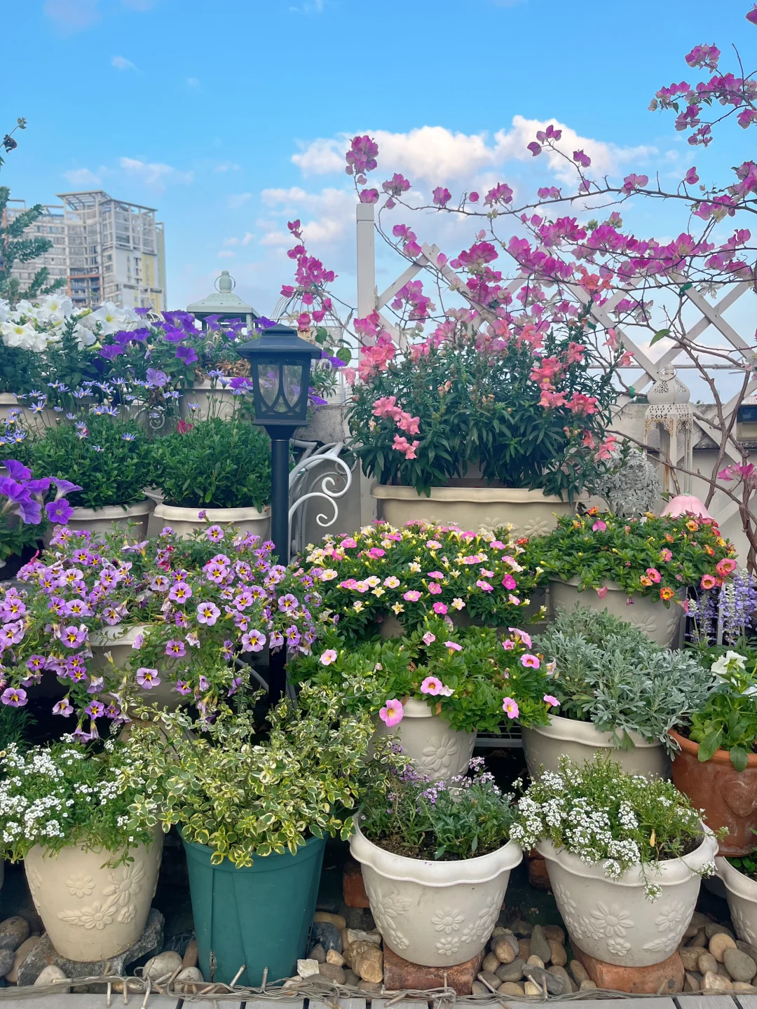 为什么我强烈推荐两广花友秋冬一定要种草花