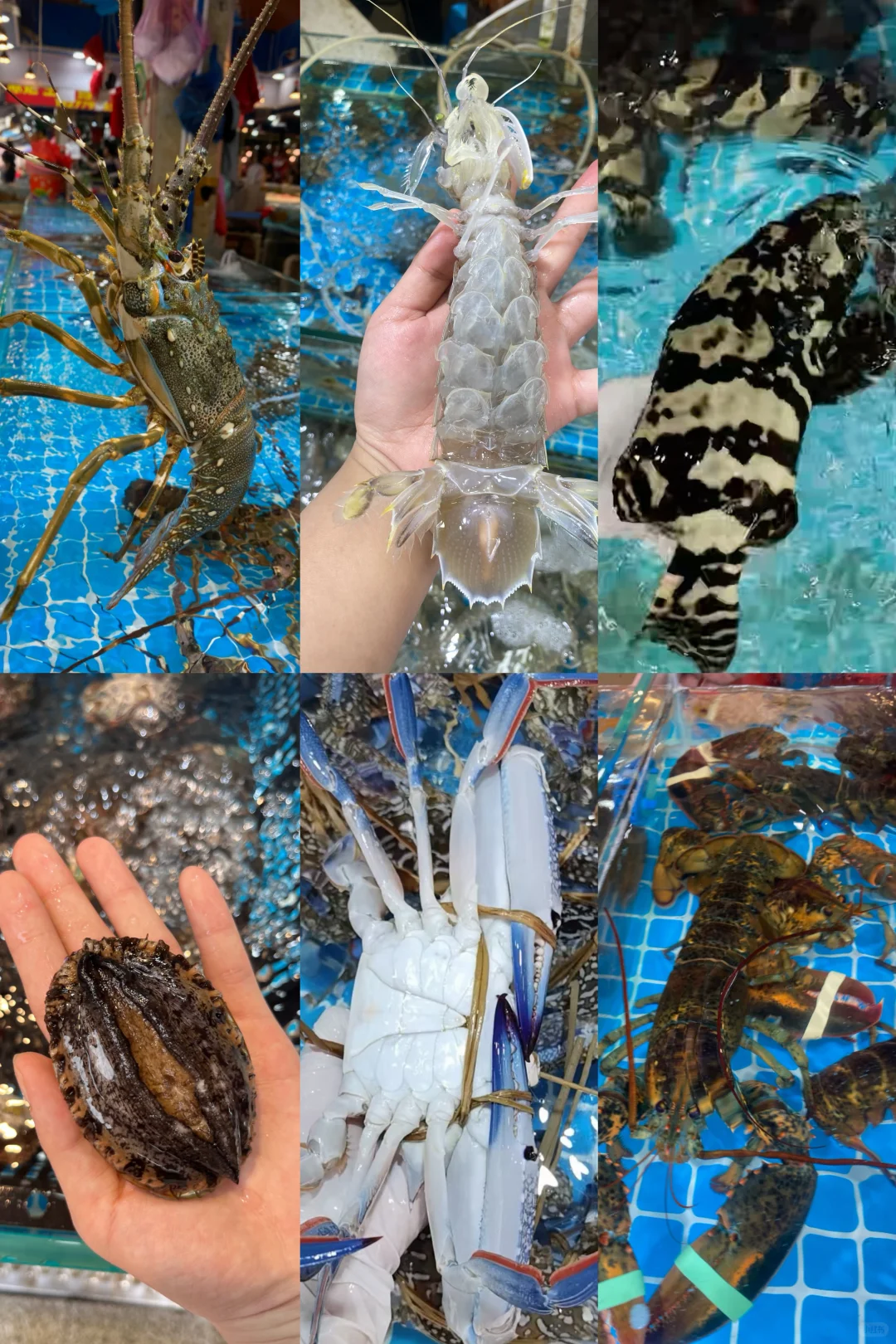 北海海鲜市场攻略来了‼️ 12.5海鲜实时报价