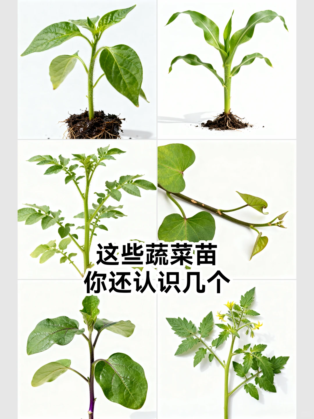 这几种蔬菜苗你还认识几个？