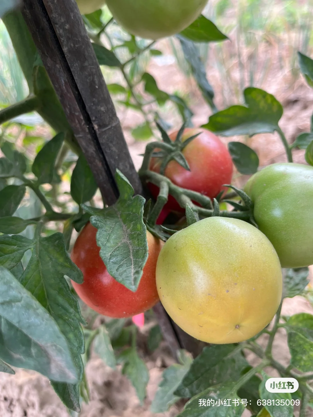 小菜园的菜涨势喜人啊?