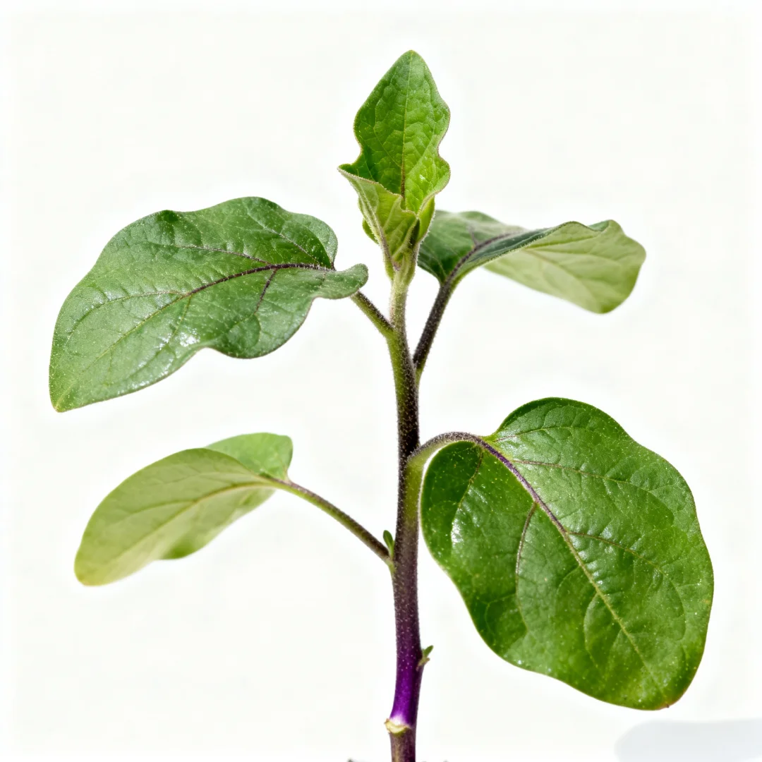 这几种蔬菜苗你还认识几个？