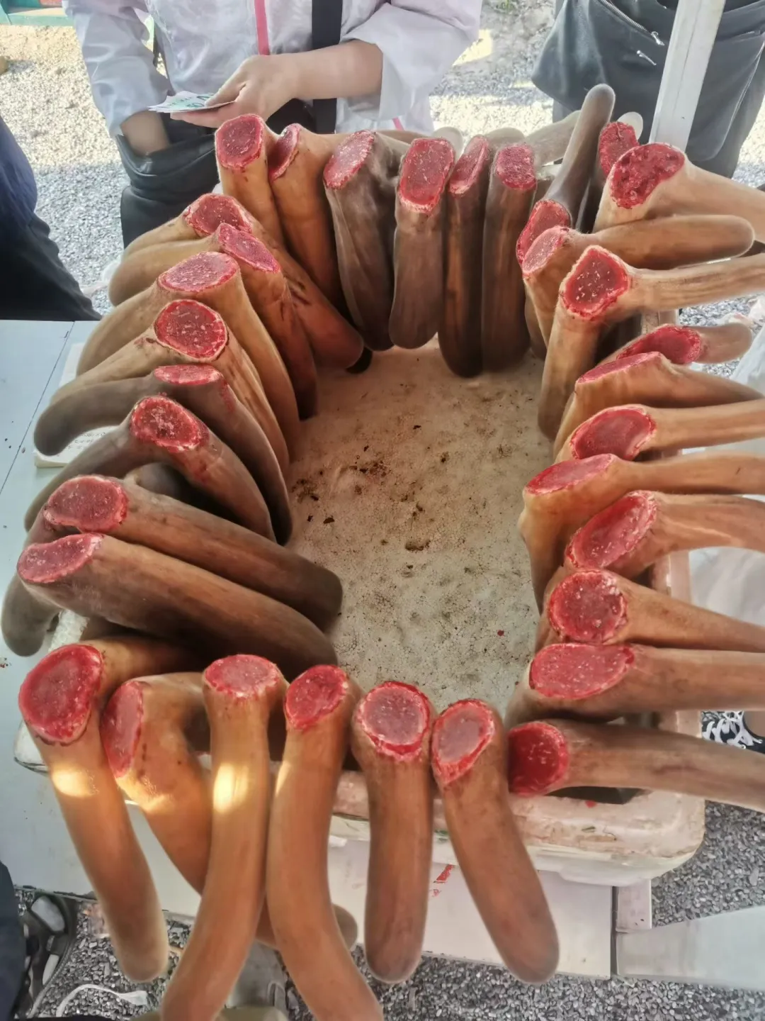 吉林辽源梅花鹿特产