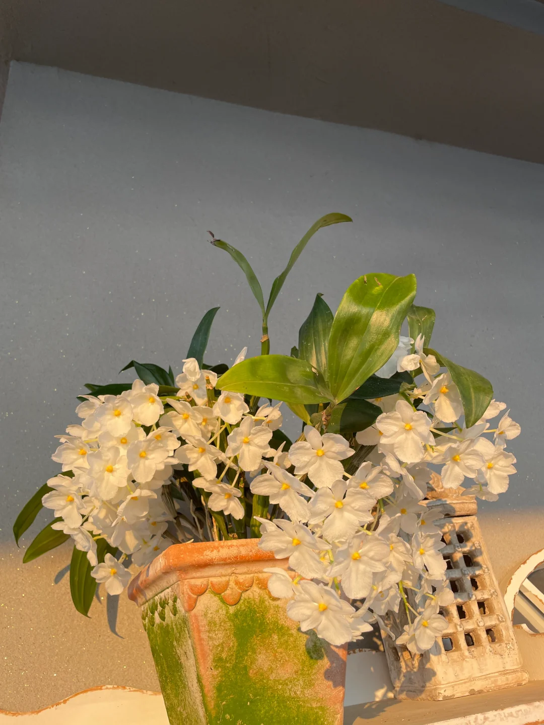 我的兰花（二）