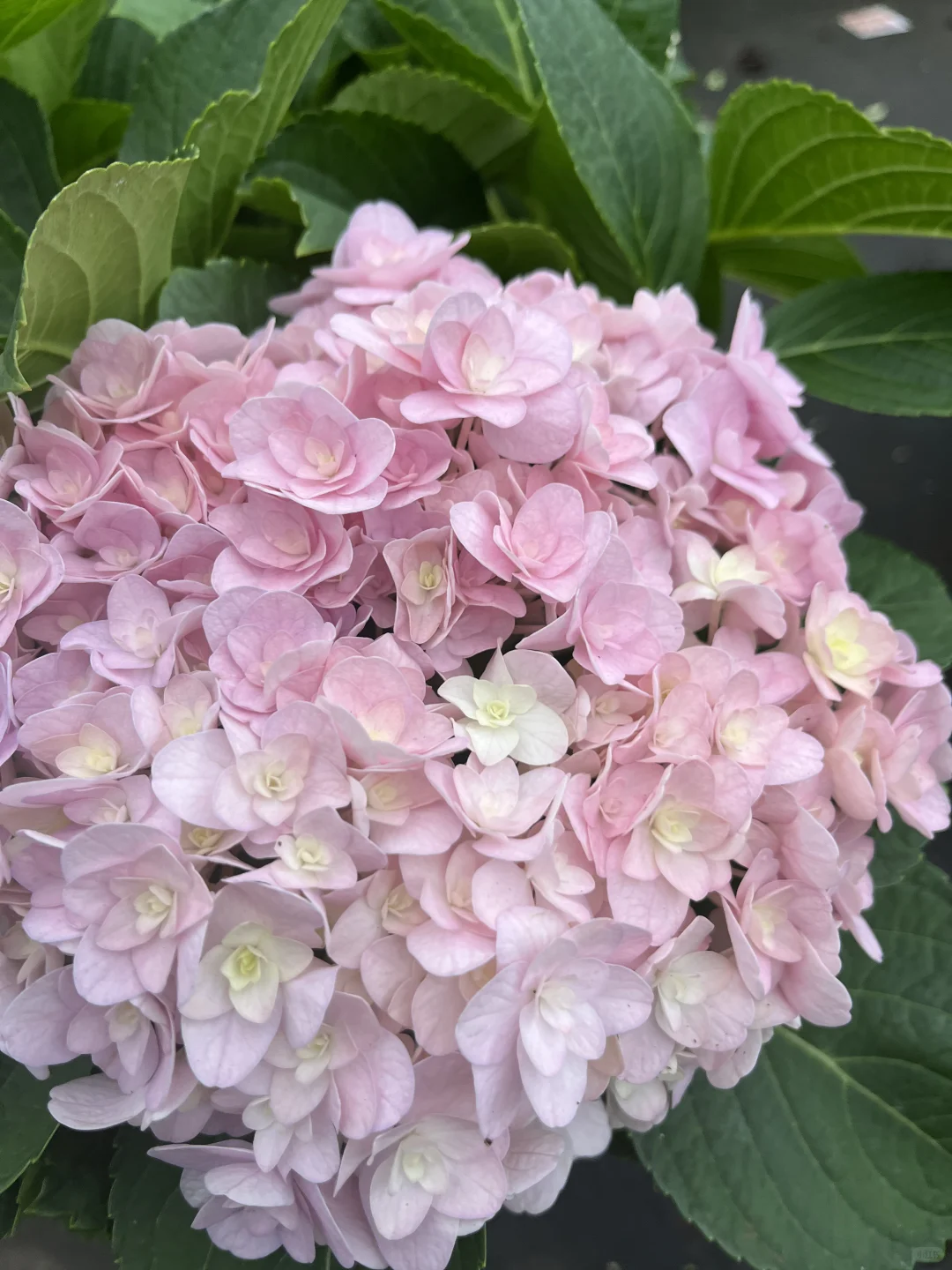 今天的绣球花也太治愈了～