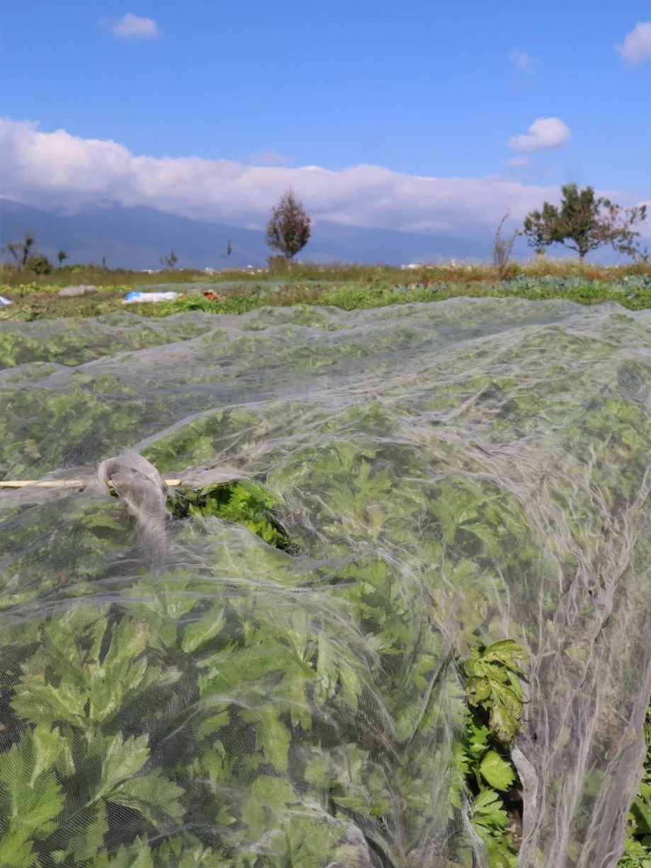 大理的冬天，挖到了「矮墩墩」的西芹??