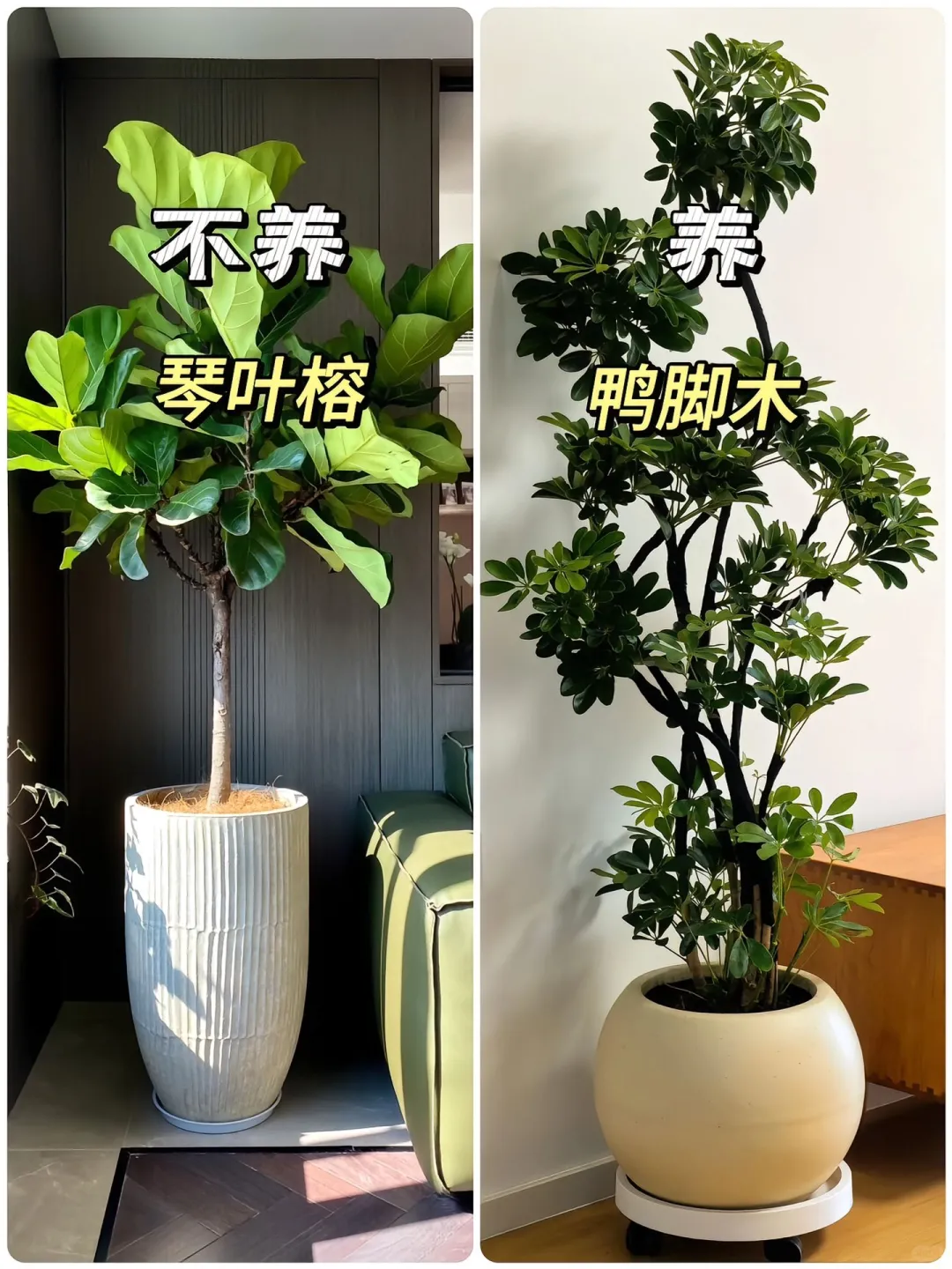 适合懒人养的高颜值绿植?！