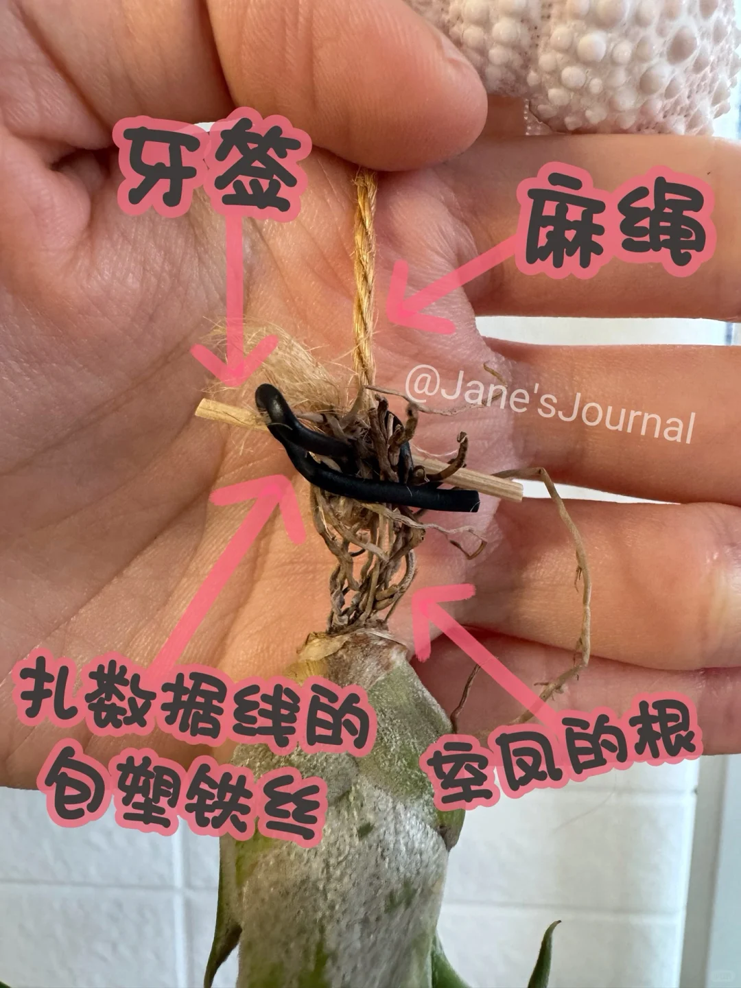 “水母”来家2年，第一次开花☺️