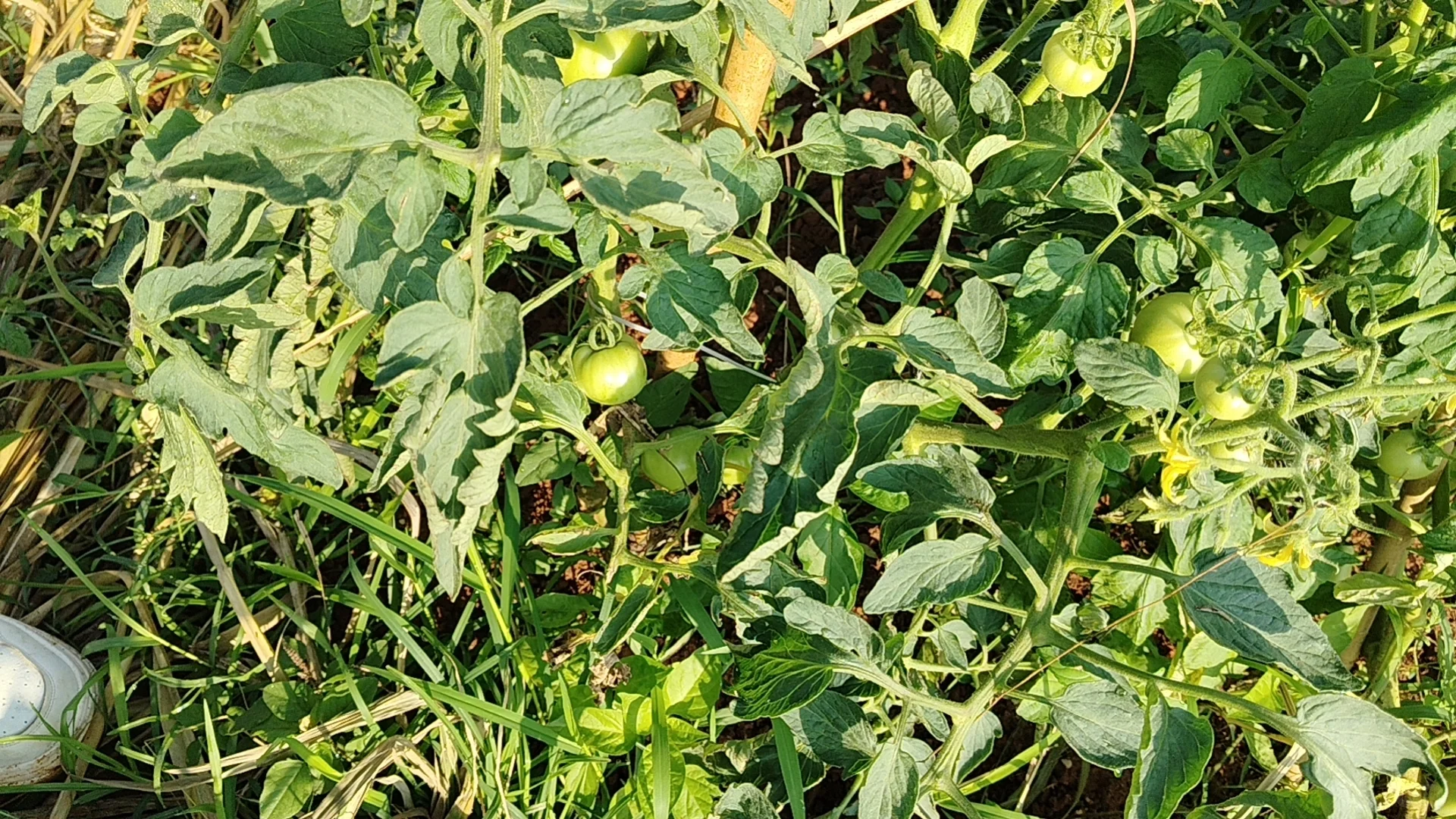 我的乡村生活菜地