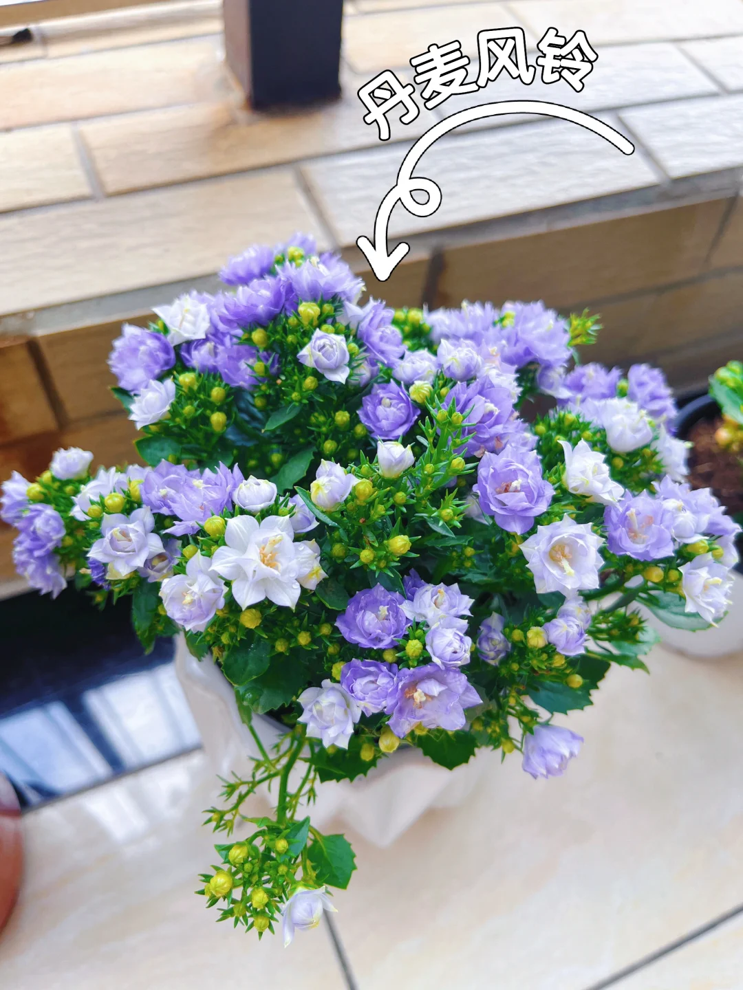 养花小白要开始入坑了