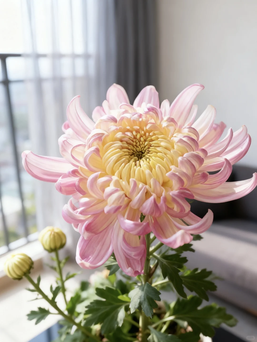 不是亲手带大的？是网购带花苞的苗。