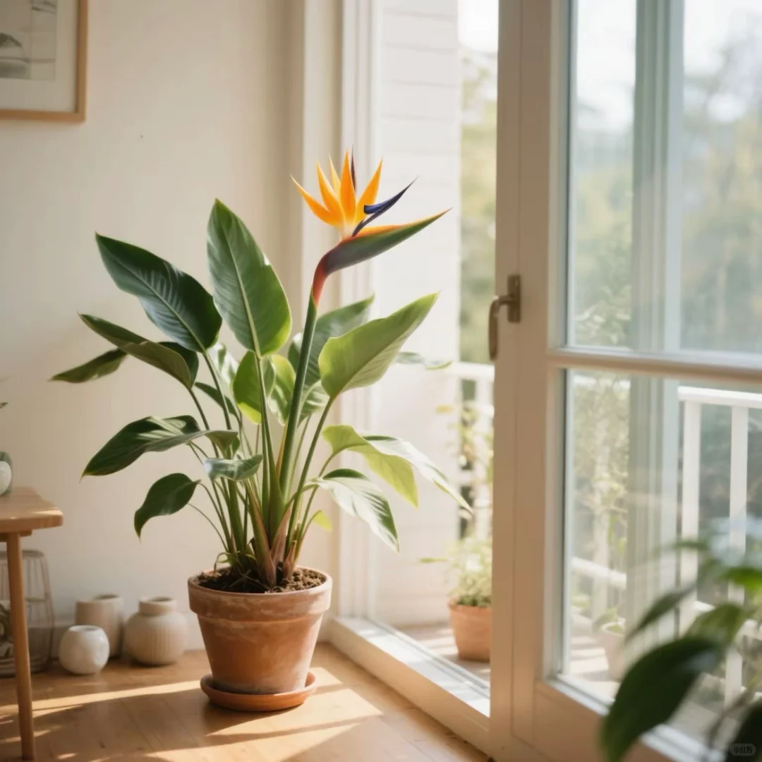 今天讲天堂鸟！