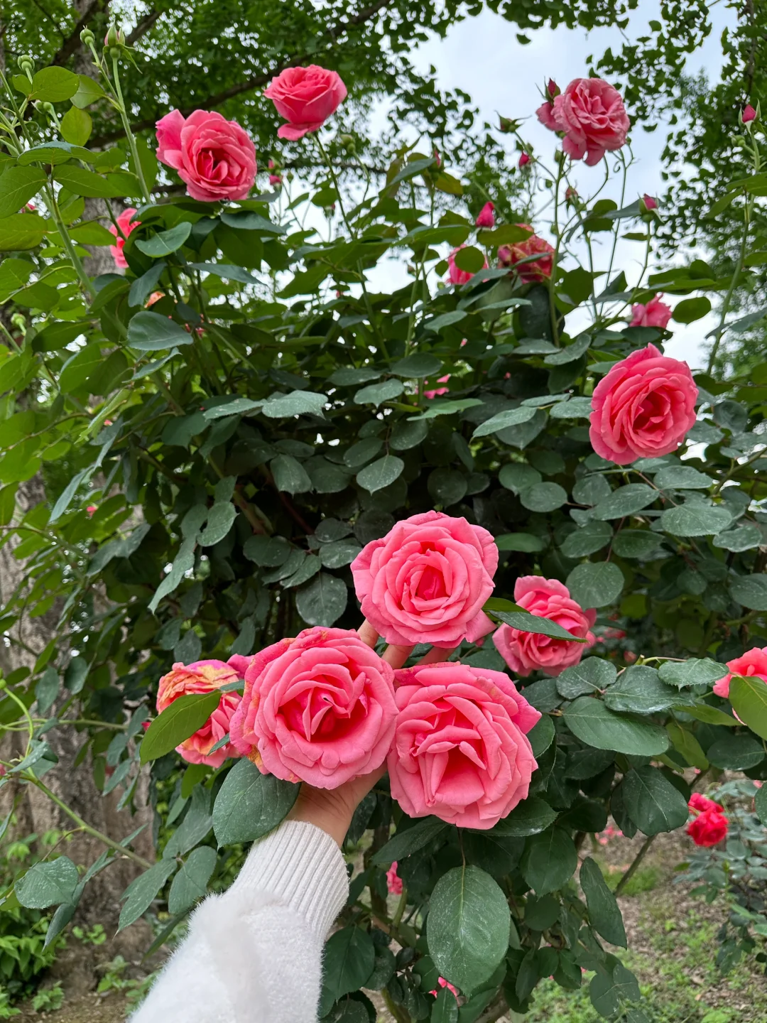 发现一片超美的玫瑰花园