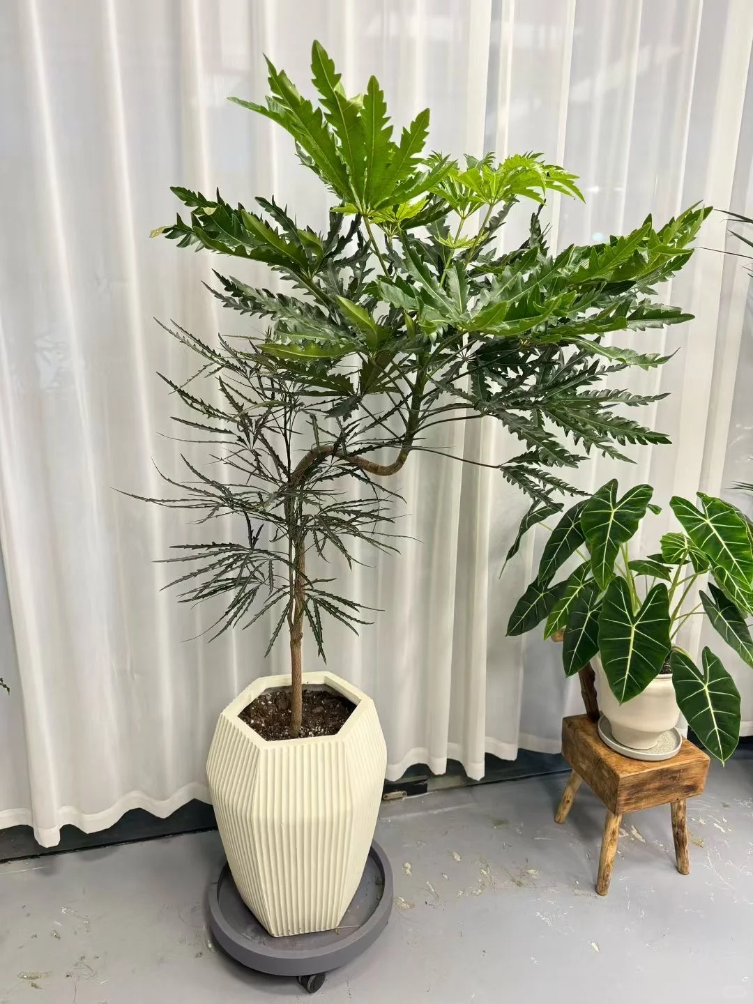 想看看你们的绿植！