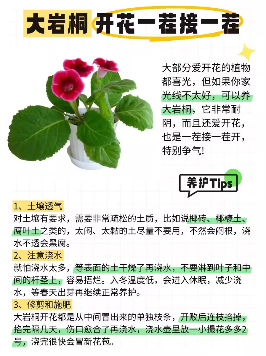 ?12种全年开花植物，懒人来挑战