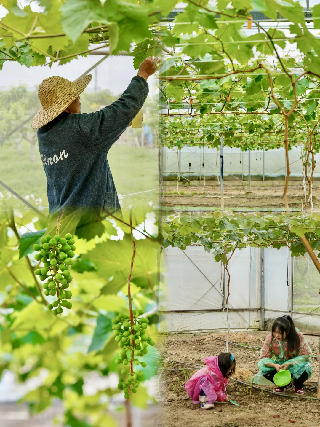田园夏趣?乌村，让夏天的记忆不只有冰淇淋
