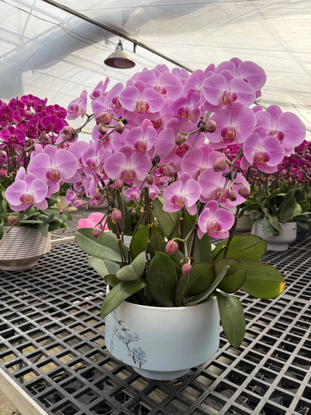 连盆十株230 ?顺德陈村蝴蝶兰下车！附地址~