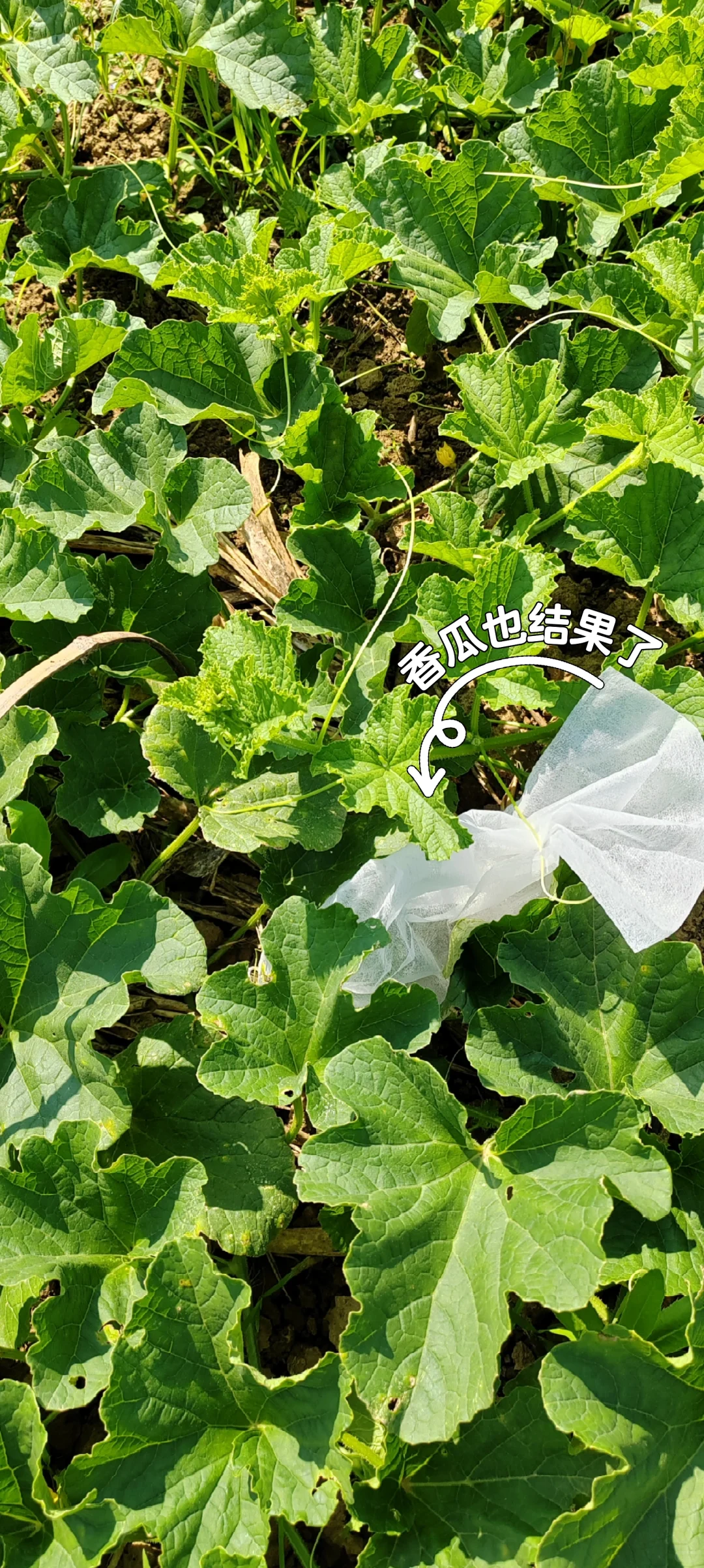 春天播种的蔬菜，夏天也是丰收的季节