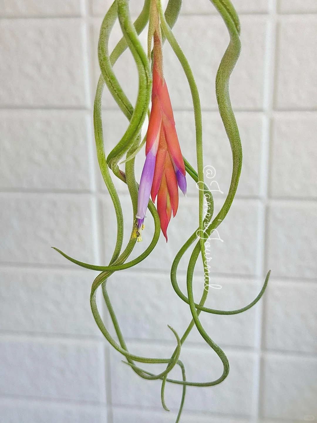 “水母”来家2年，第一次开花☺️