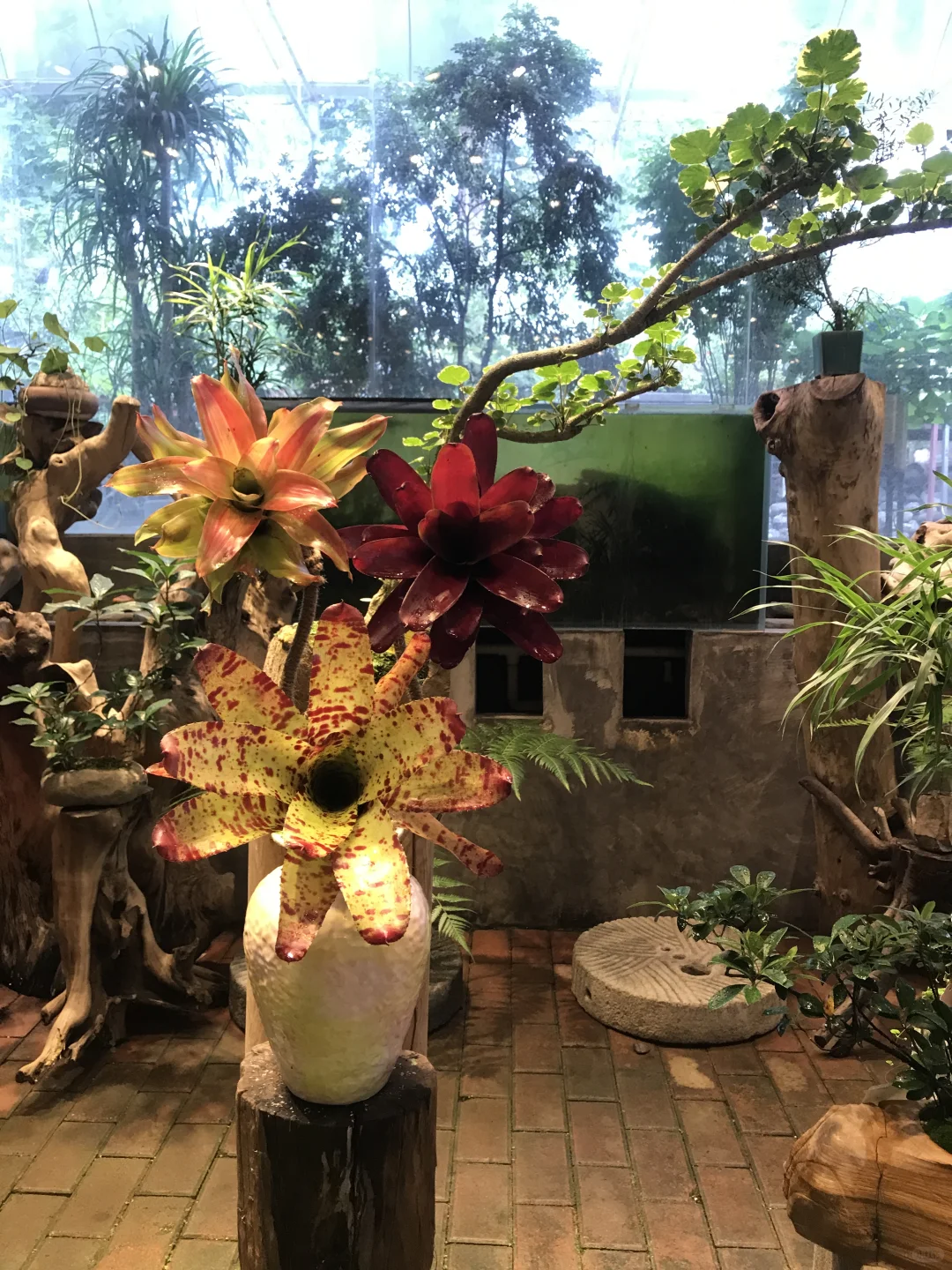 ?新品种草！积水凤梨，客厅C位