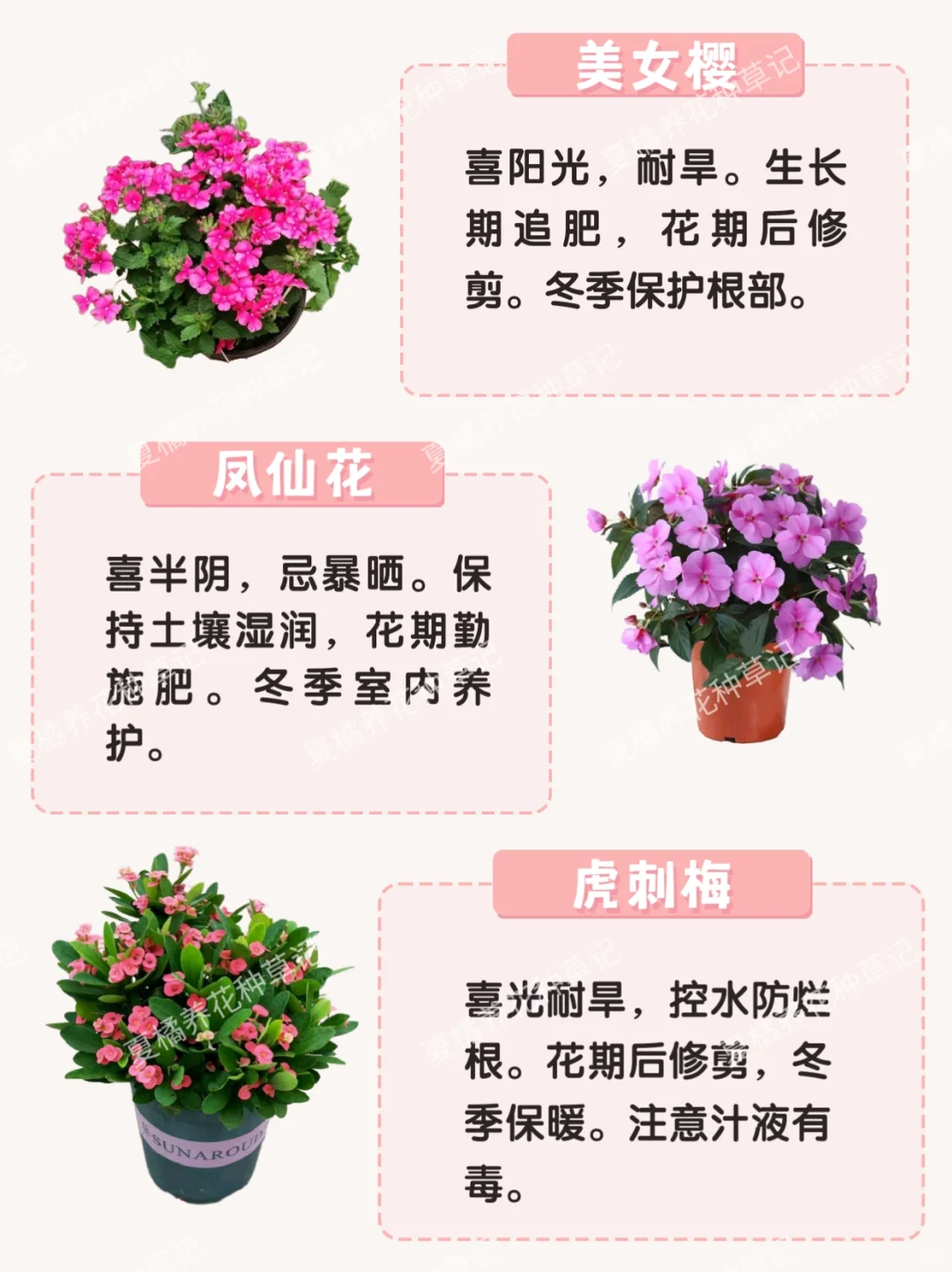 救命！这些粉粉嫩嫩的绿植也太治愈了吧