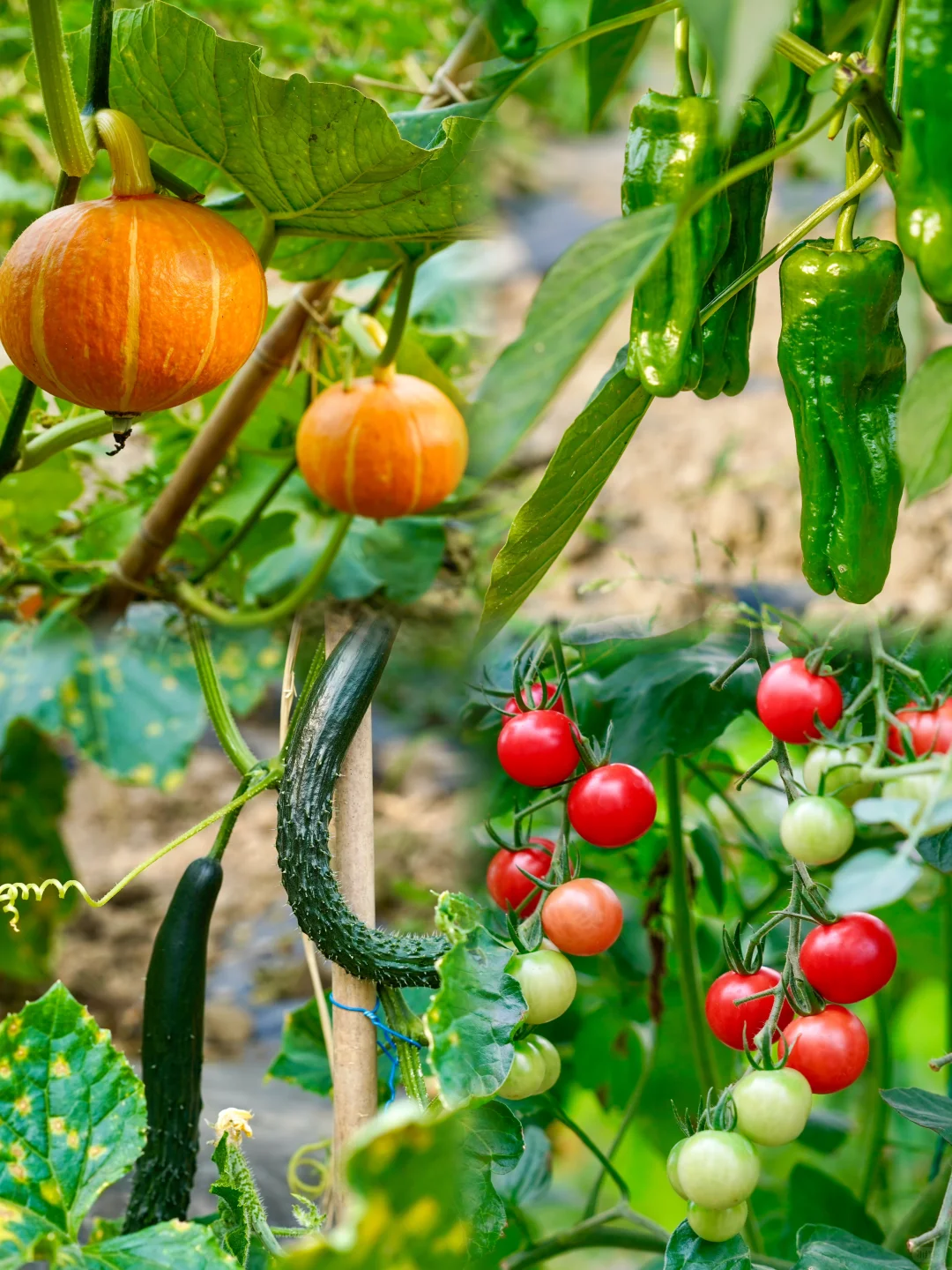 田园夏趣?乌村，让夏天的记忆不只有冰淇淋