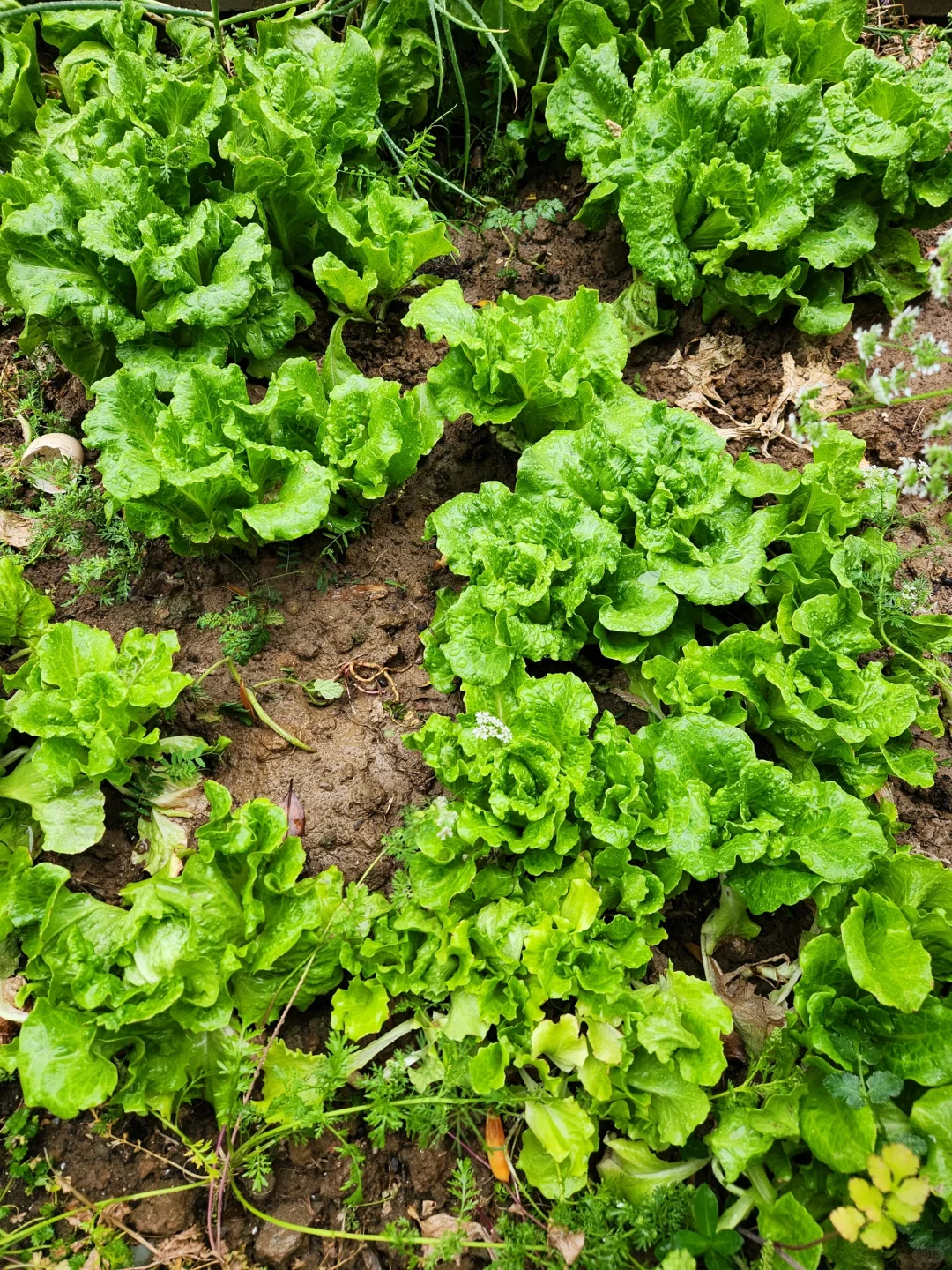 种点喜欢吃的蔬菜