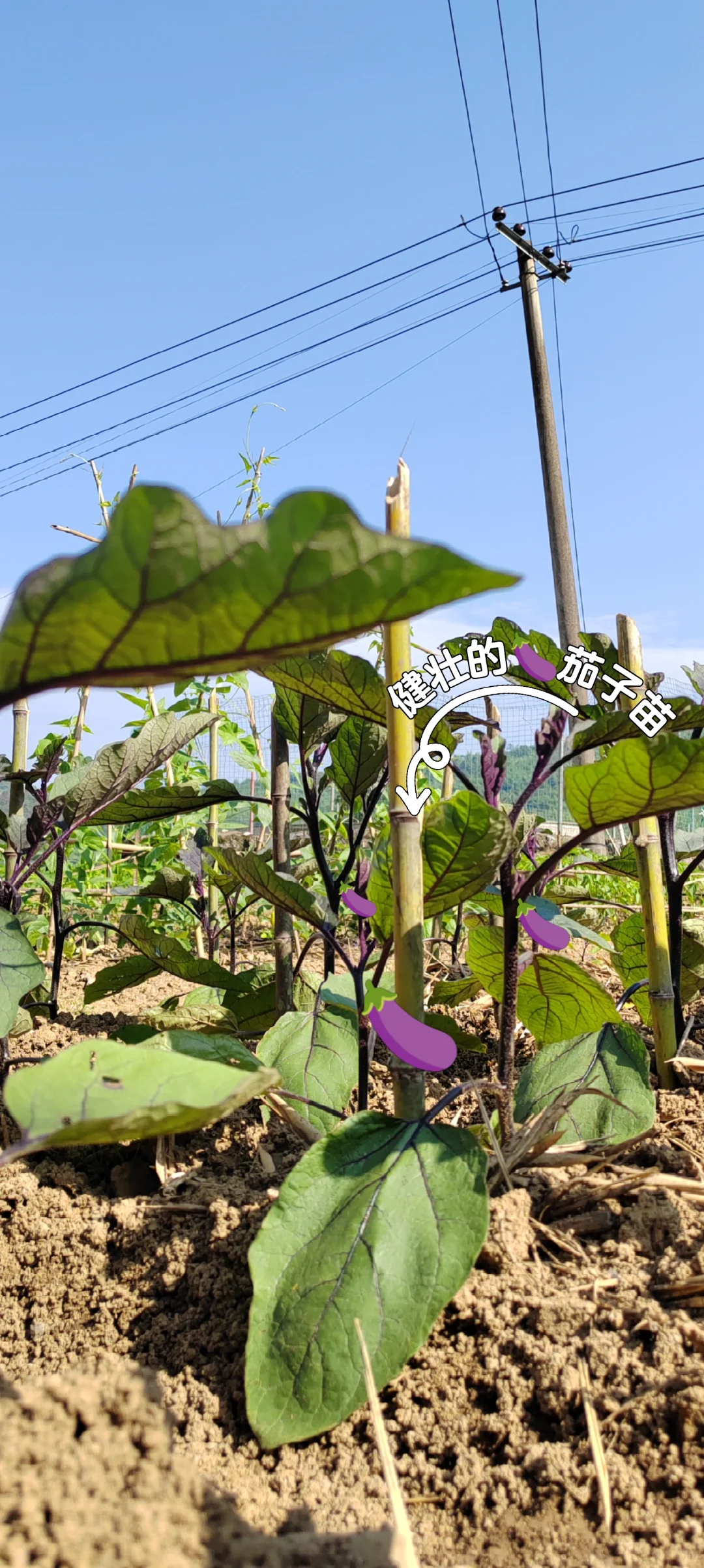 春天播种的蔬菜，夏天也是丰收的季节