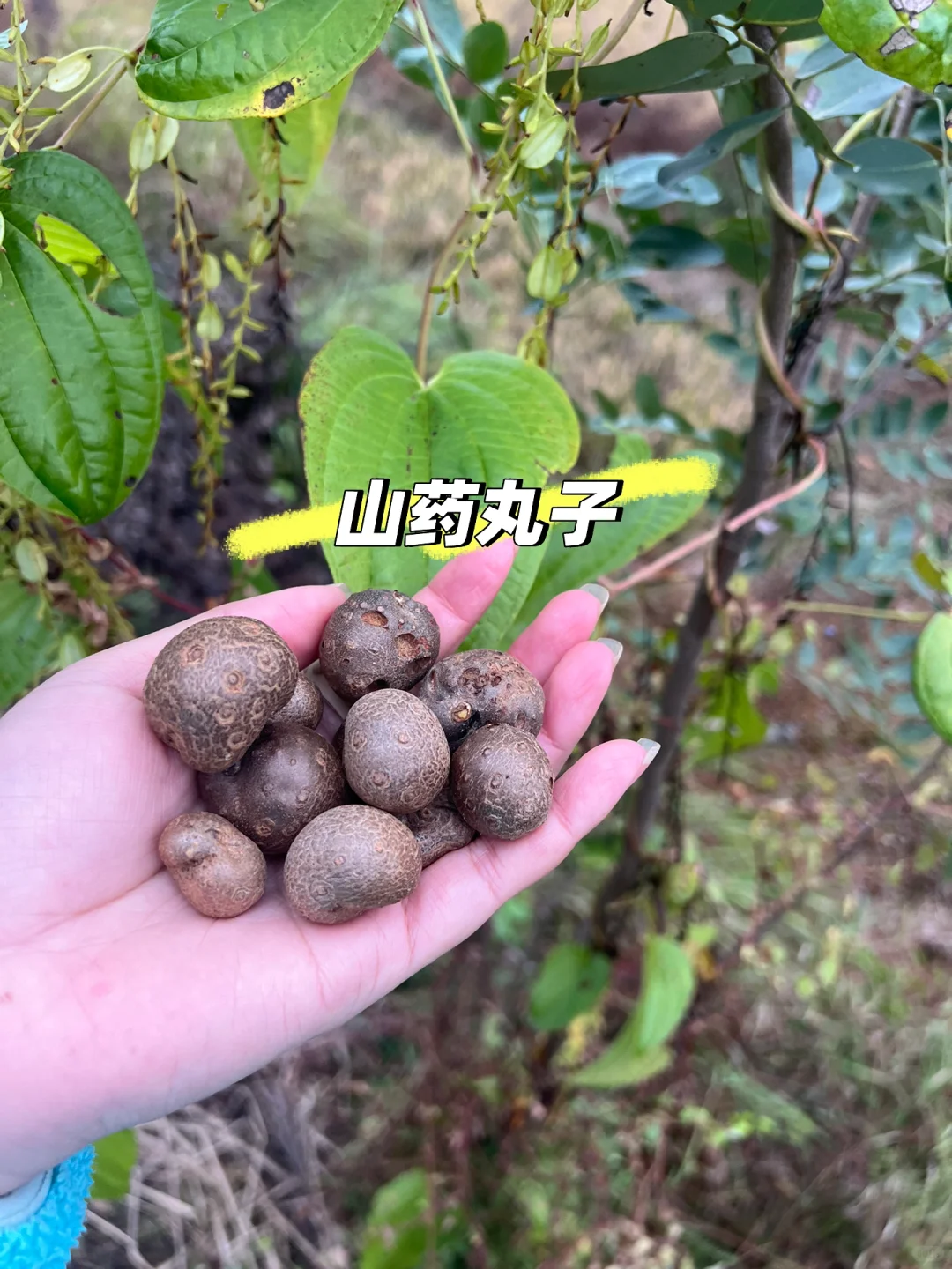 ?‍?我们生机勃勃的菜园子#长沙县农村