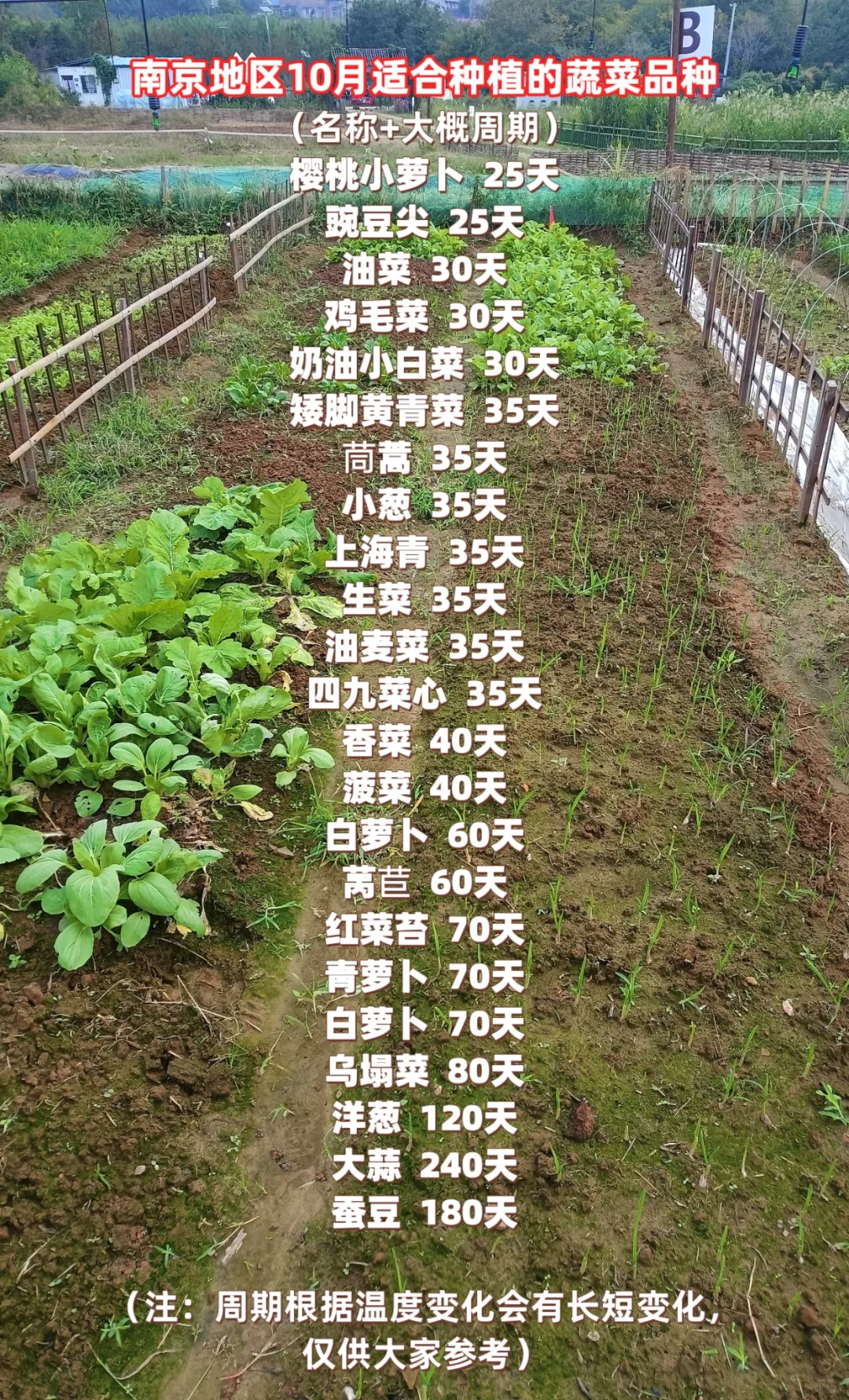 南京地区10月份适合种植的蔬菜品种