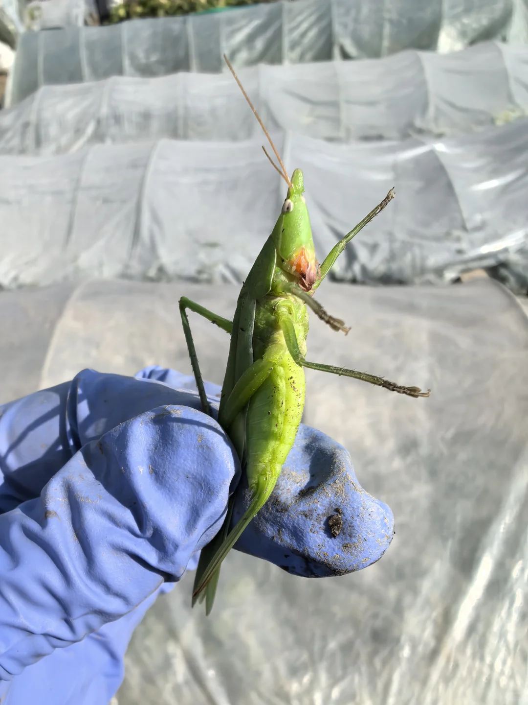 菜地种植的图片随时更新1.2