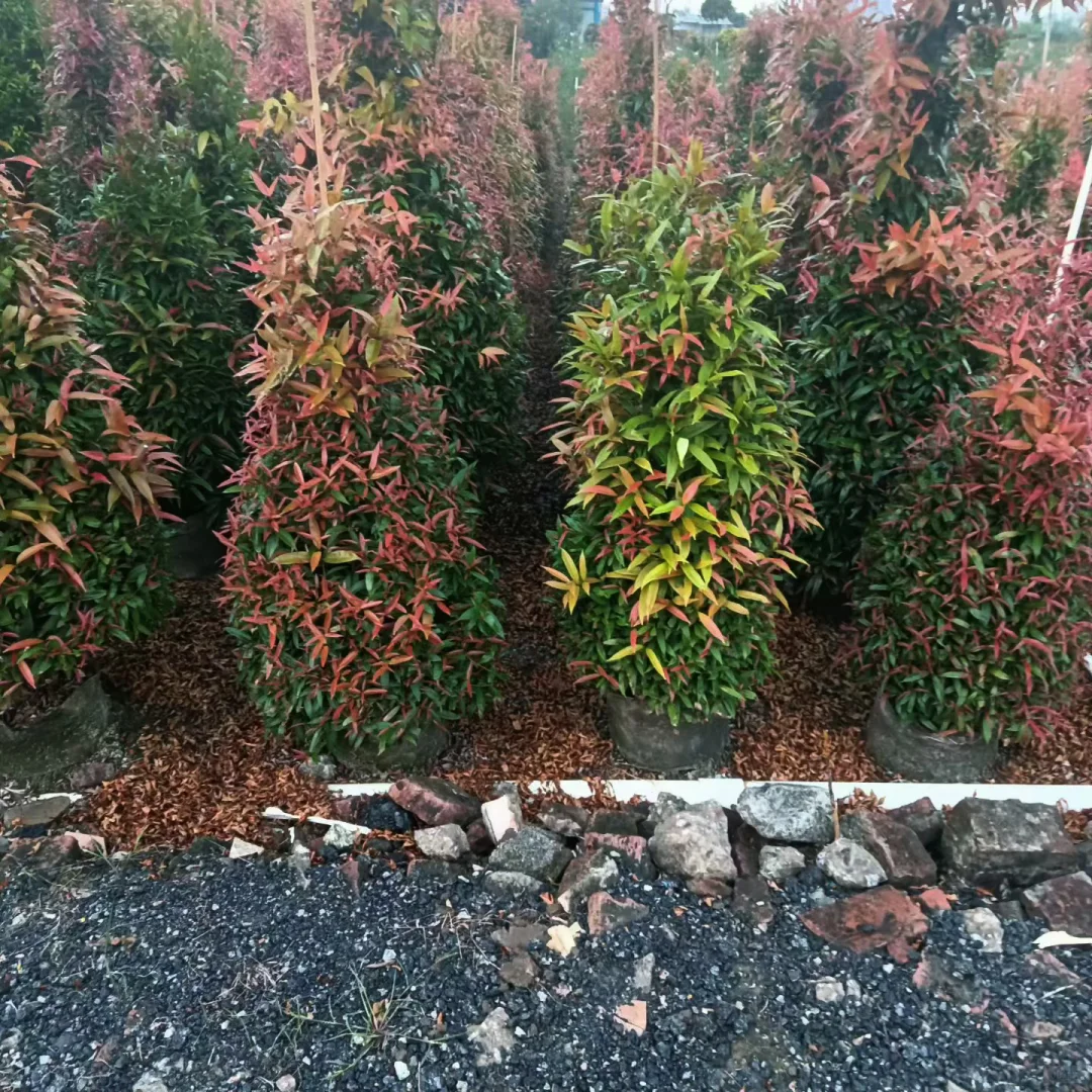 中山红车苗基地直供！鸿运当头栽庭院