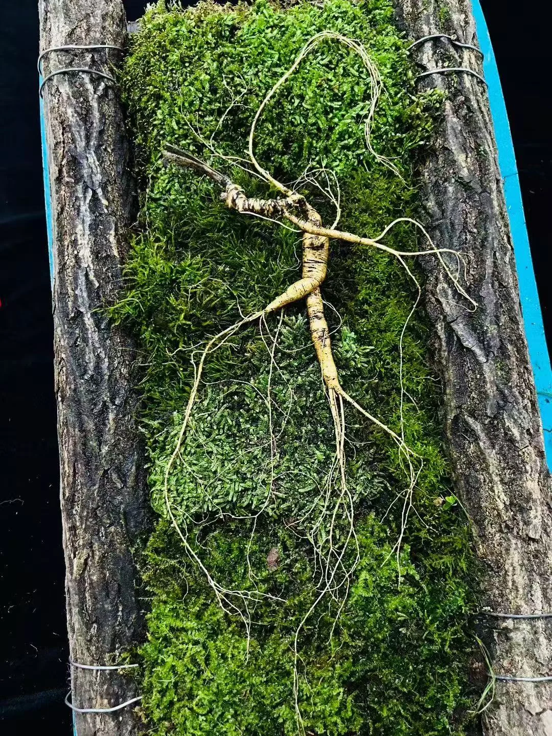 野山参：放山货，20克，芦大残再生，4指芦