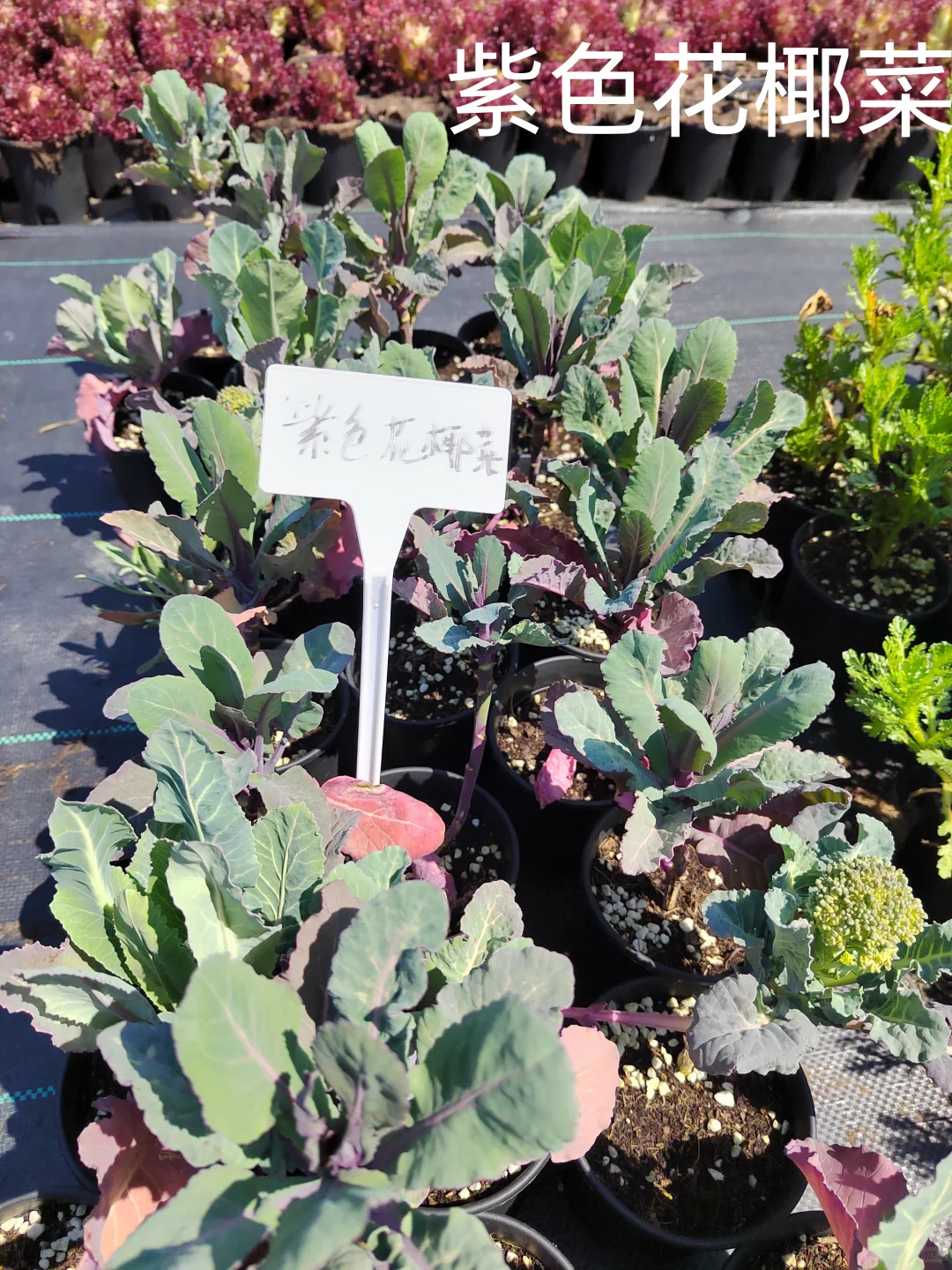 春季各种观赏蔬菜品种